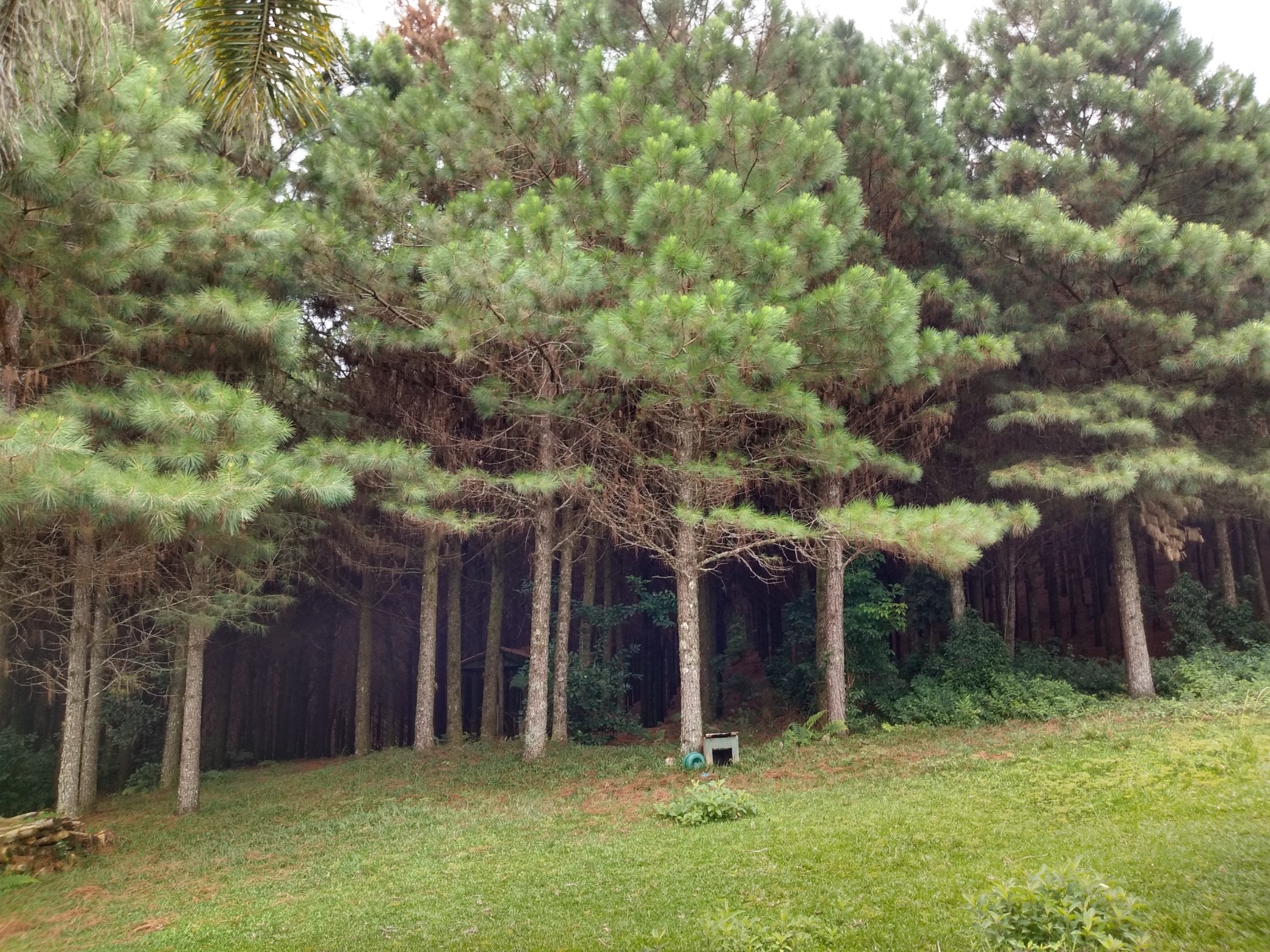 Fazenda Sert ozinho Com Reflorestamento De Pinus S o Bento Do Sul Em 