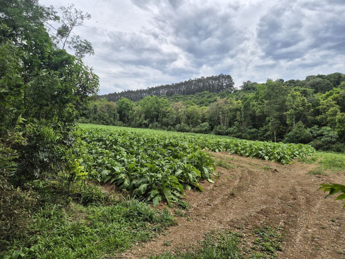 Imagem do A VENDA -Terreno Rural com 1 alqueire sendo 50% terra de planta e 50% Caíva