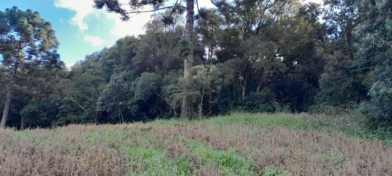 Imagem do A VENDA -Sitio com 22.000 m2 com casa de Alvenaria ~ Localidade de Taunay a 12 km da cidade de Canoinhas