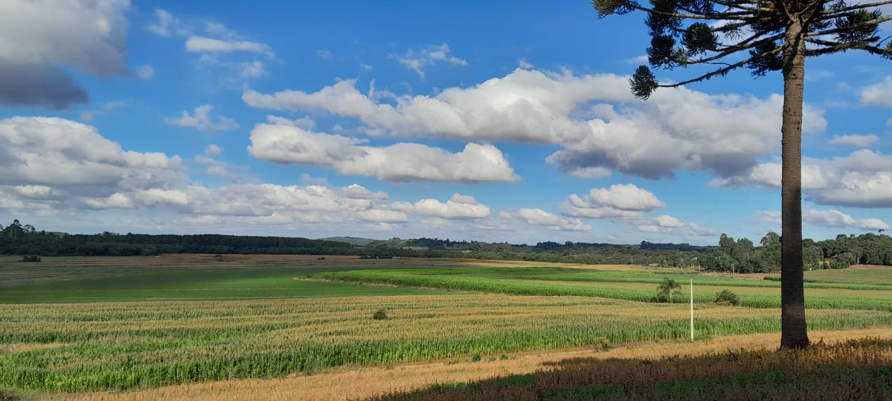 Imagem do A VENDA -Sitio com 22.000 m2 com casa de Alvenaria ~ Localidade de Taunay a 12 km da cidade de Canoinhas