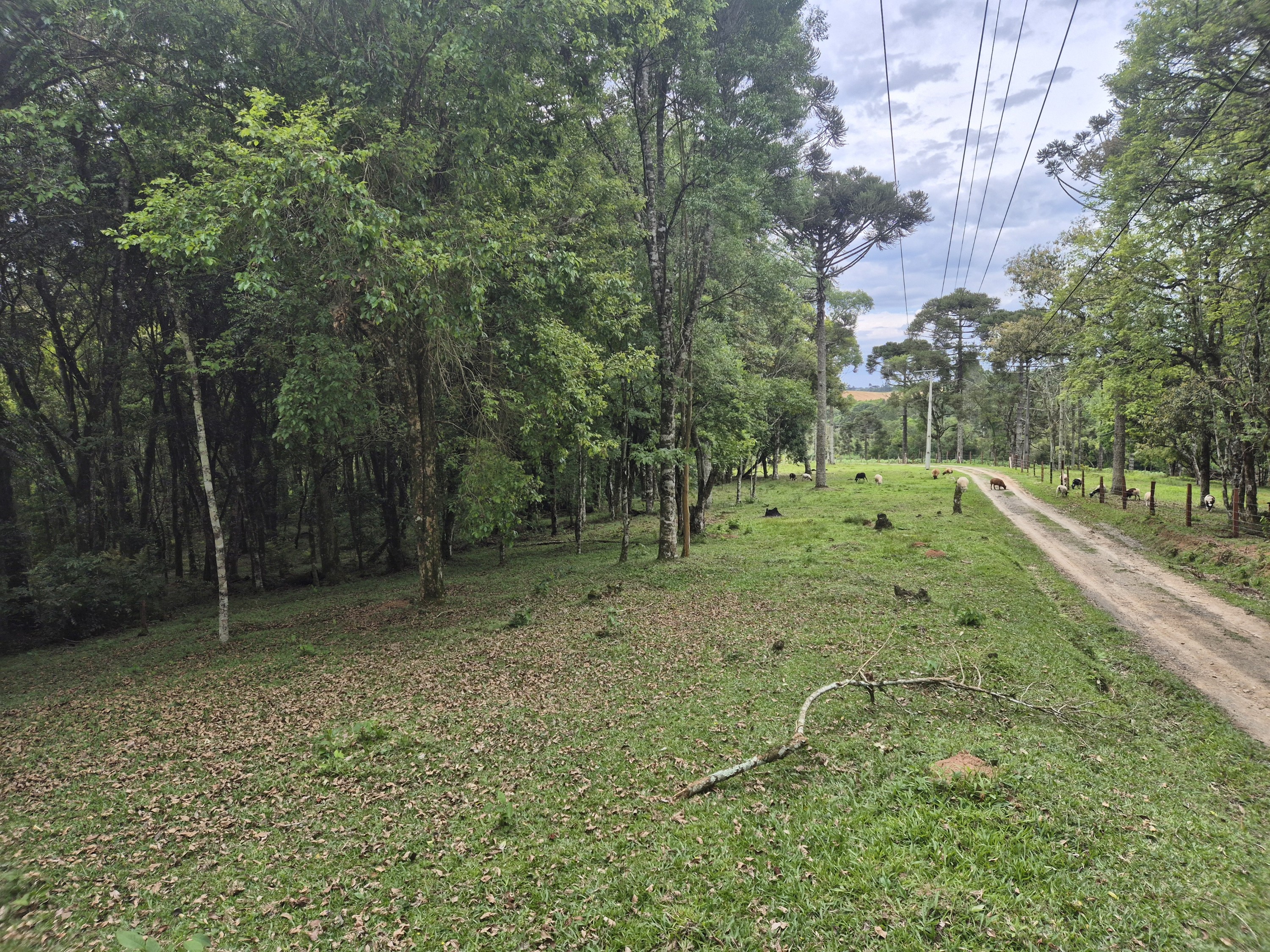Imagem do A VENDA -Terreno Rural com 1 alqueire sendo 50% terra de planta e 50% Caíva