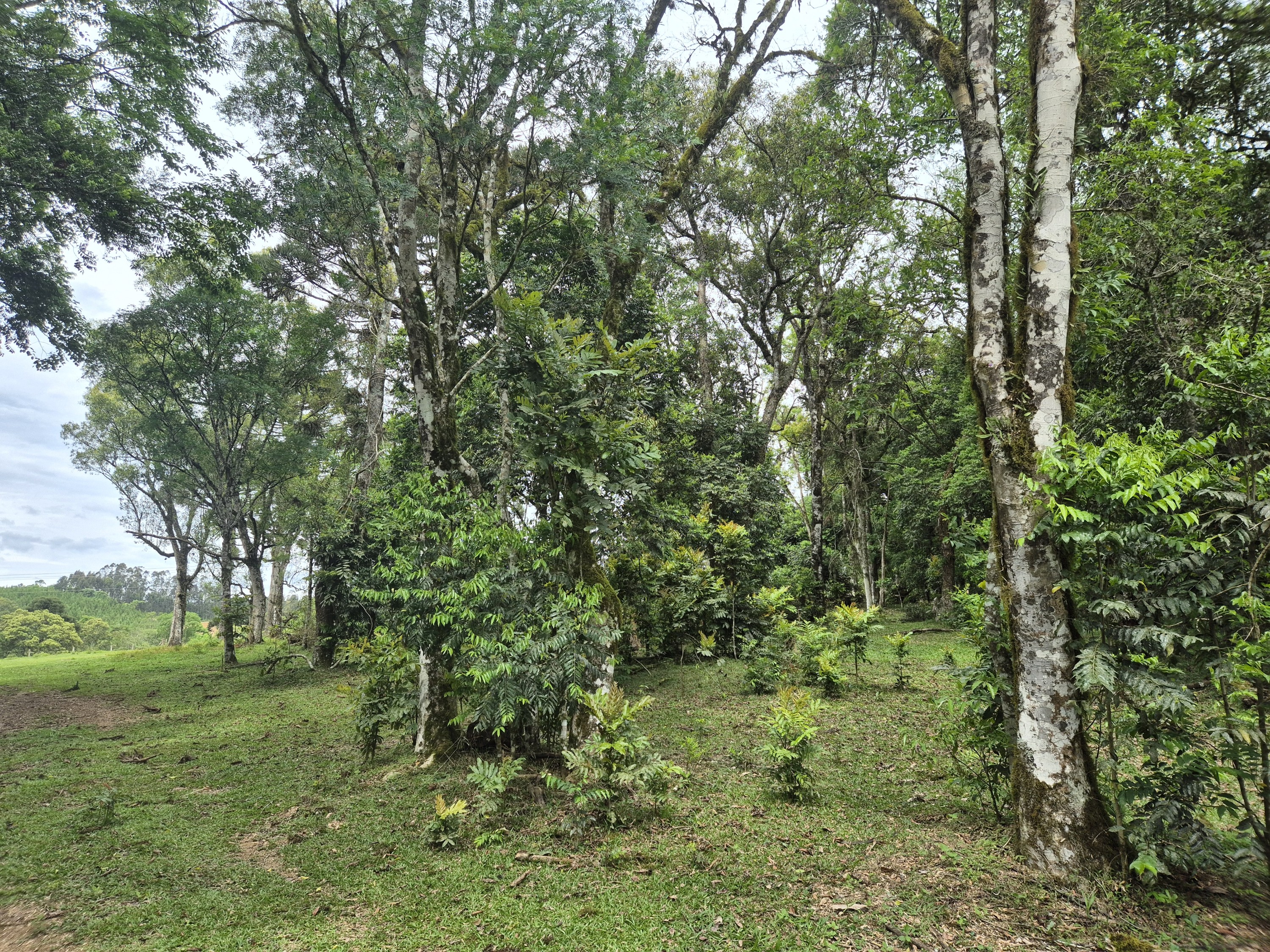 Imagem do A VENDA -Terreno Rural com 1 alqueire sendo 50% terra de planta e 50% Caíva