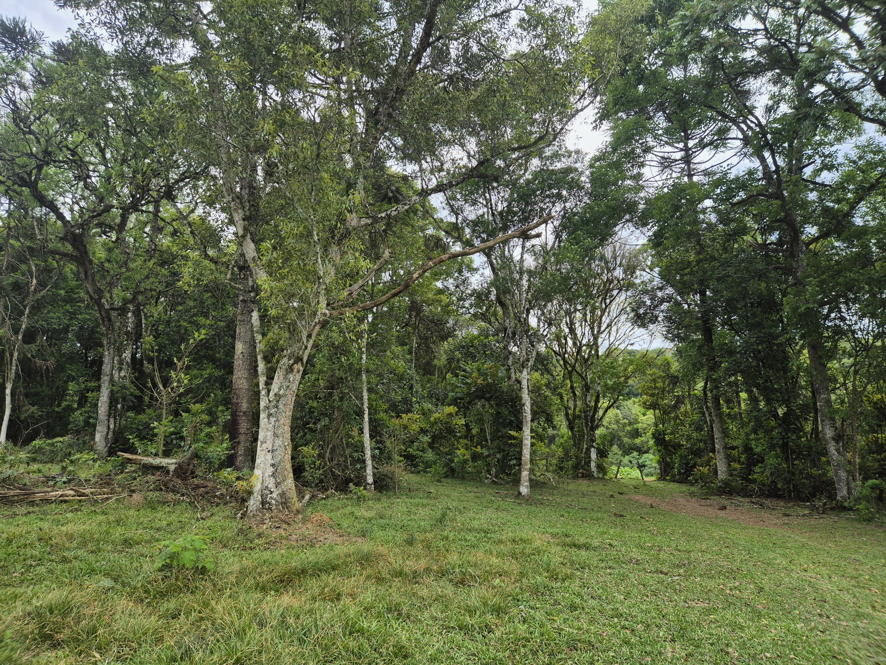 Imagem do A VENDA -Terreno Rural com 1 alqueire sendo 50% terra de planta e 50% Caíva