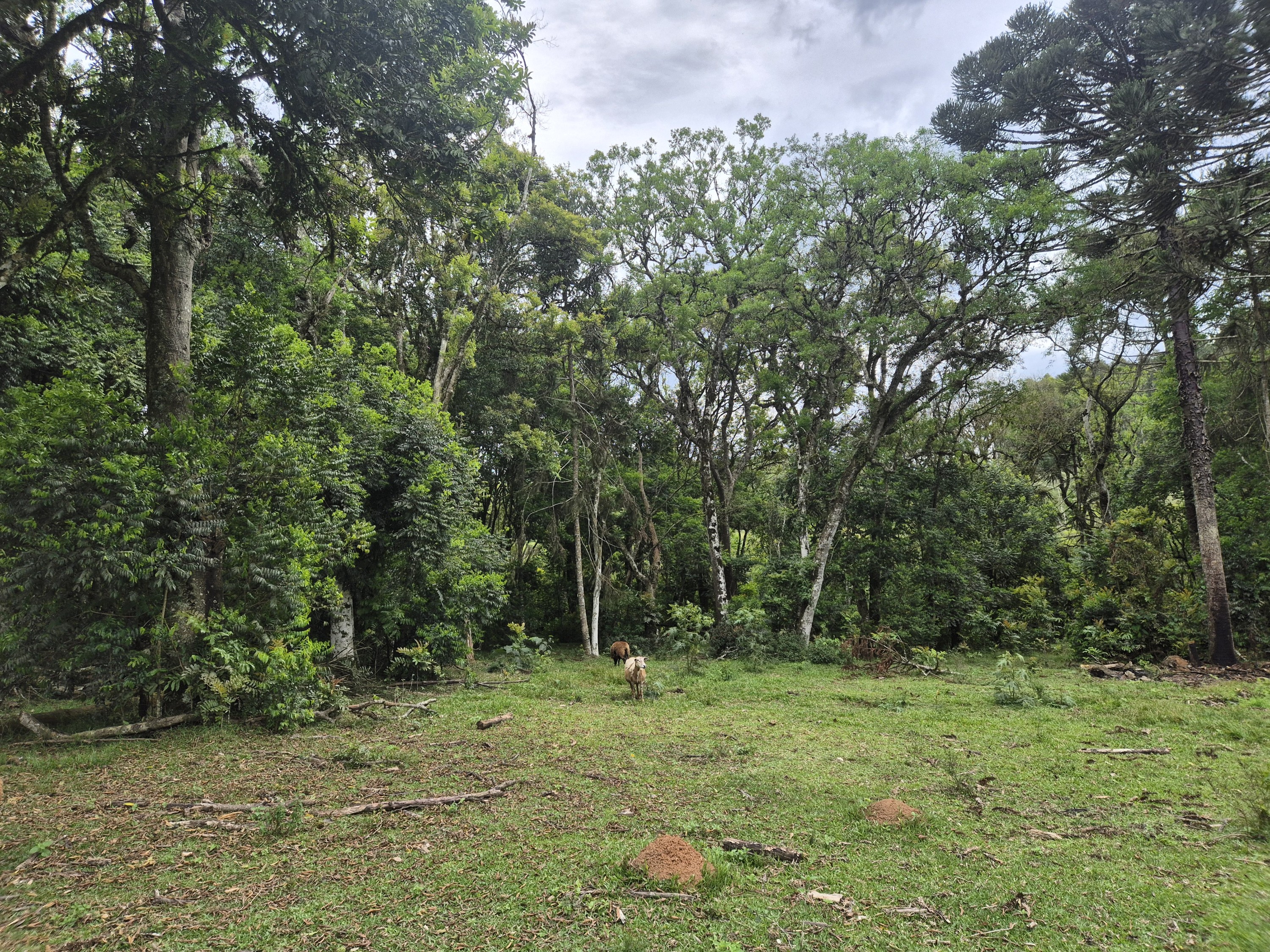 Imagem do A VENDA -Terreno Rural com 1 alqueire sendo 50% terra de planta e 50% Caíva