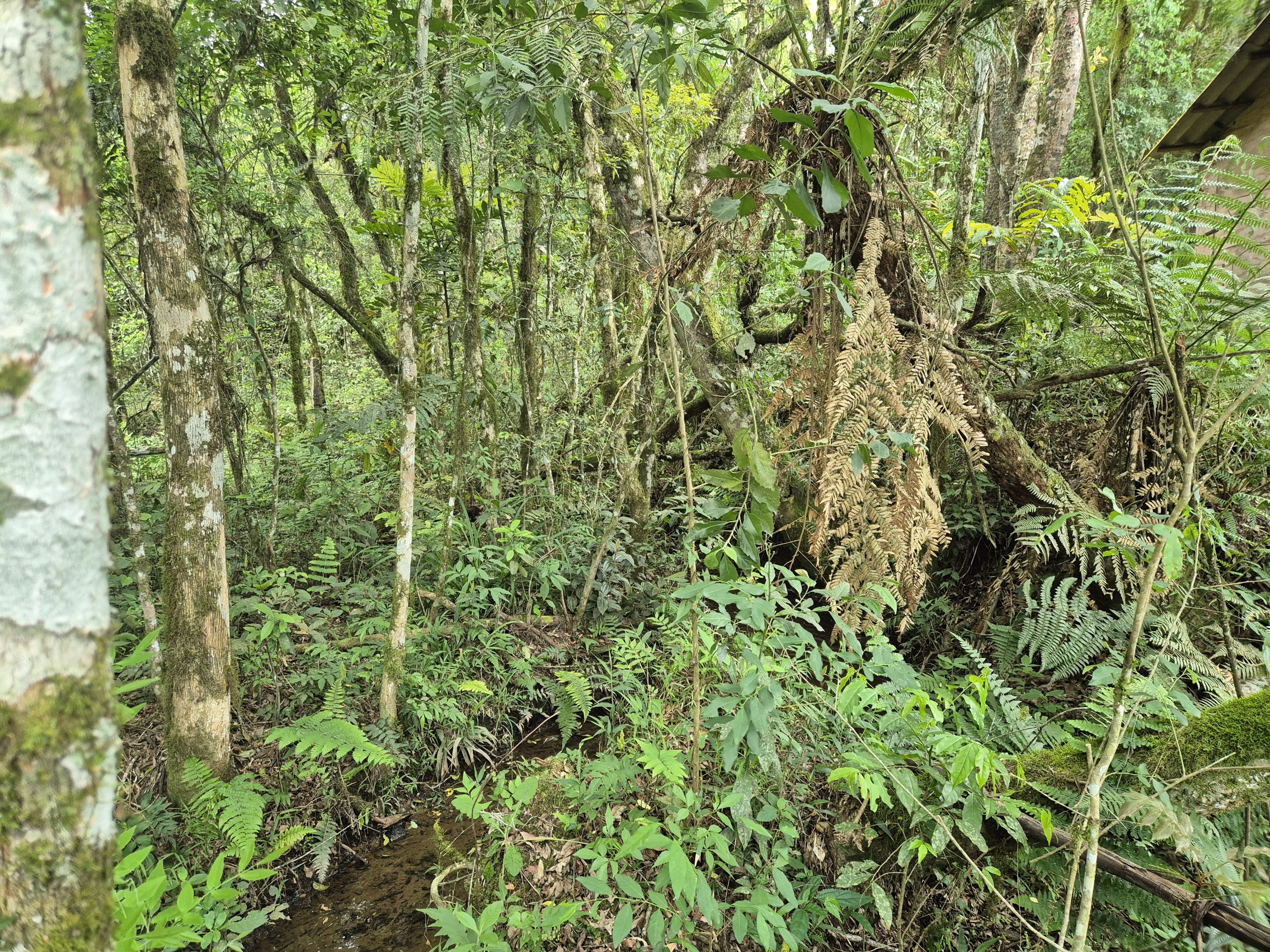 Imagem do A VENDA -Terreno Rural com 1 alqueire sendo 50% terra de planta e 50% Caíva
