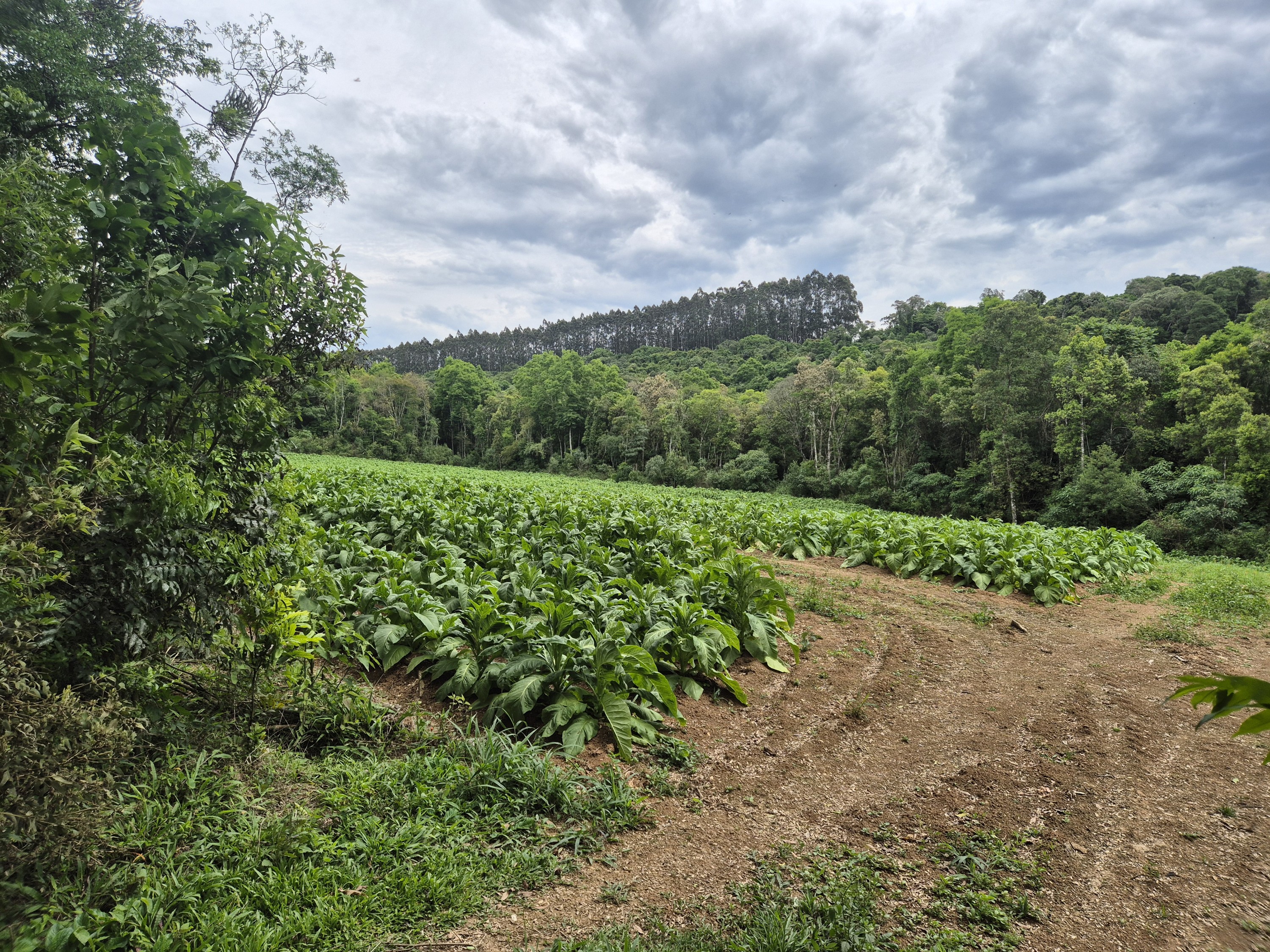 Imagem do A VENDA -Terreno Rural com 1 alqueire sendo 50% terra de planta e 50% Caíva