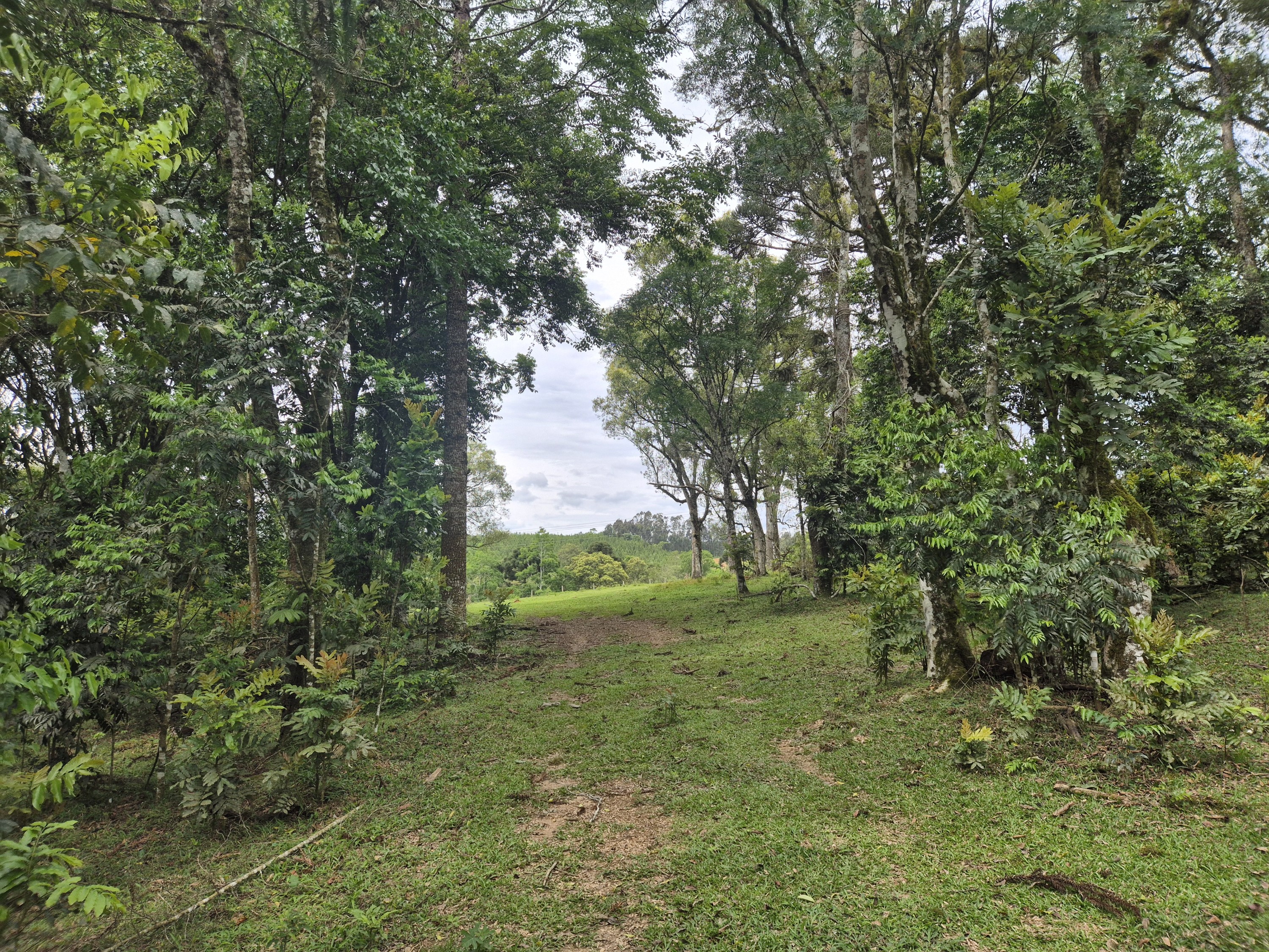 Imagem do A VENDA -Terreno Rural com 1 alqueire sendo 50% terra de planta e 50% Caíva