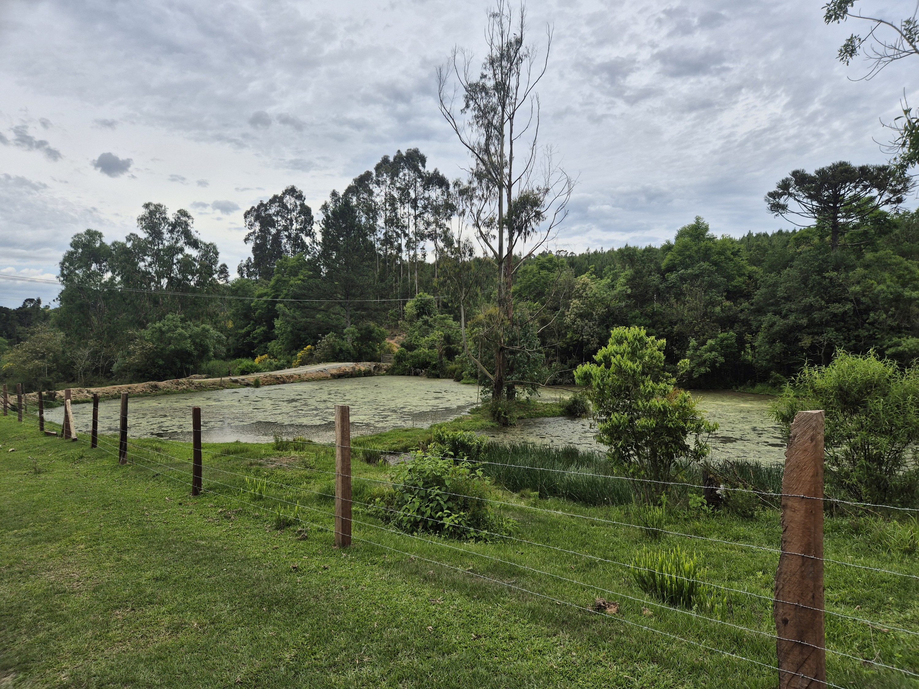 Imagem do A VENDA -Terreno Rural com 1 alqueire sendo 50% terra de planta e 50% Caíva