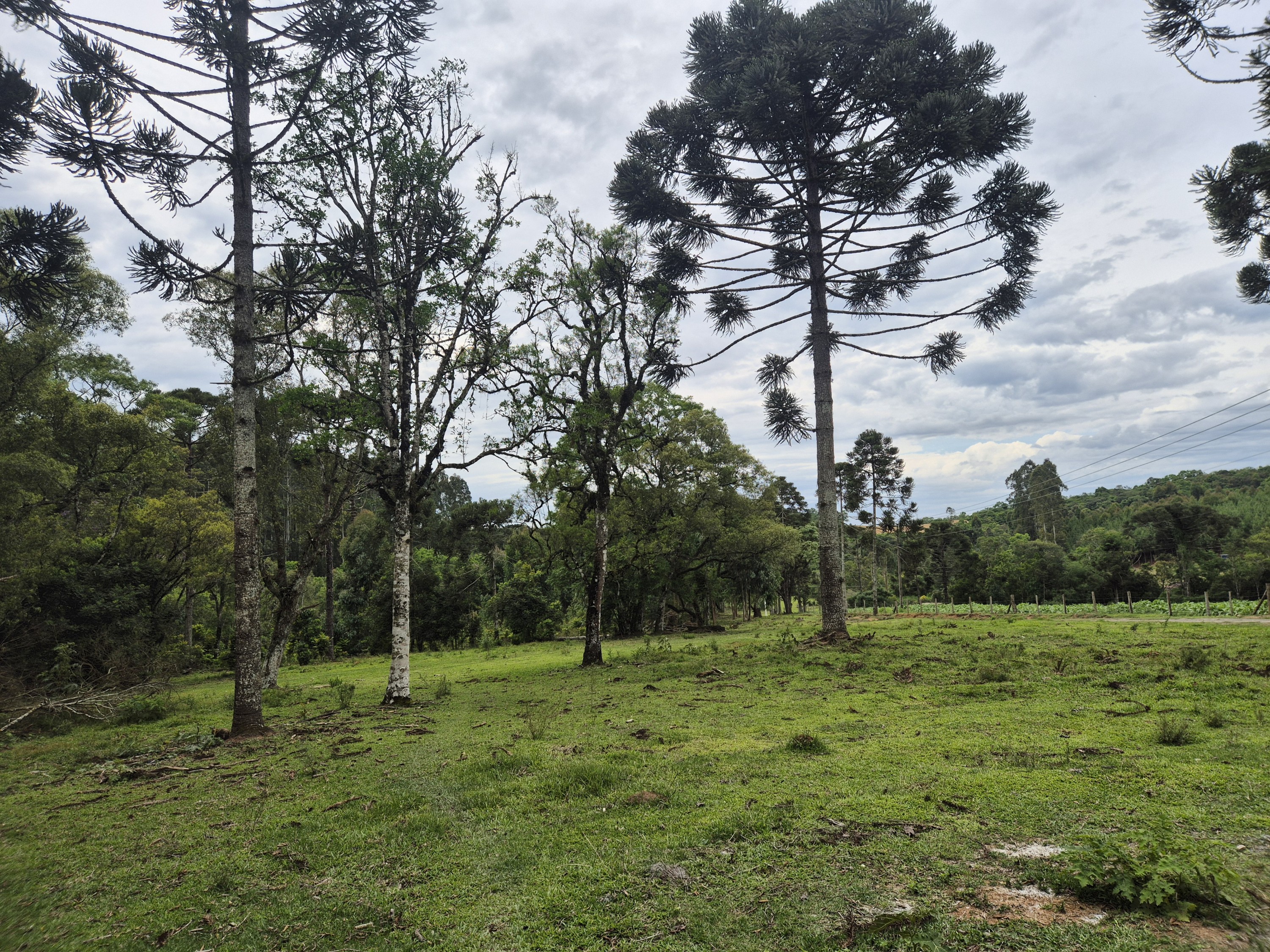 Imagem do A VENDA -Terreno Rural com 1 alqueire sendo 50% terra de planta e 50% Caíva