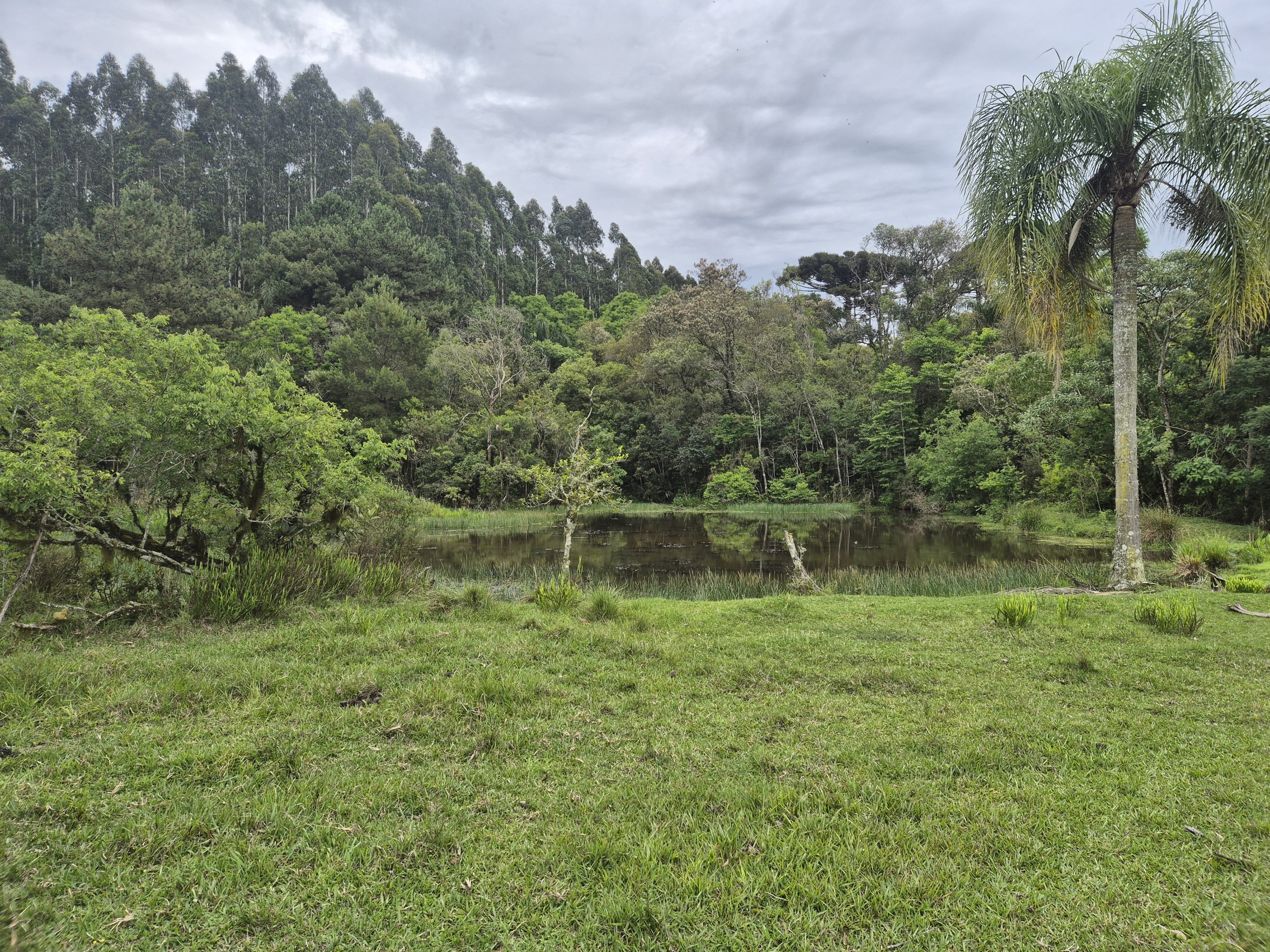 Imagem do A VENDA -Terreno Rural com 1 alqueire sendo 50% terra de planta e 50% Caíva