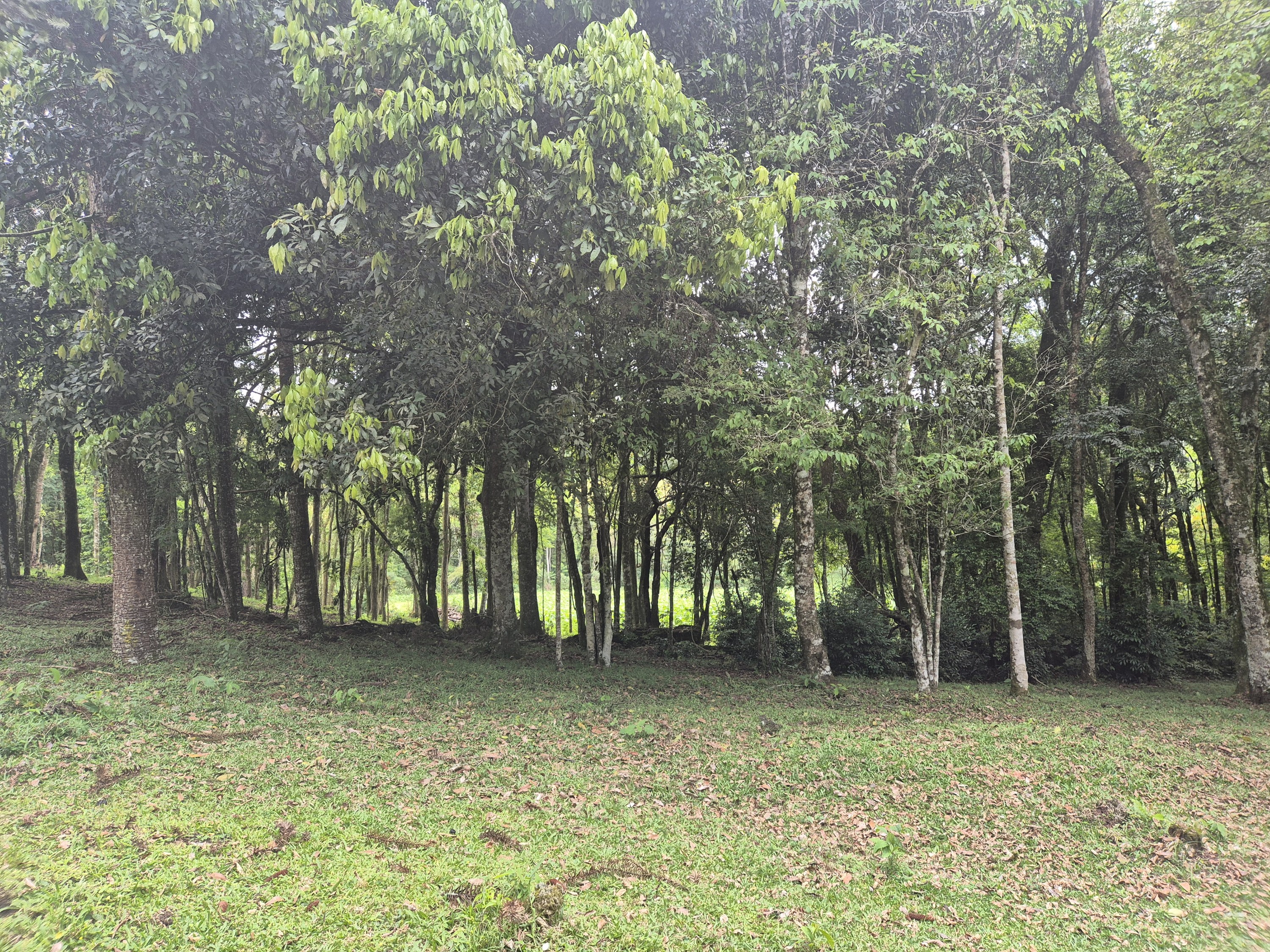 Imagem do A VENDA -Terreno Rural com 1 alqueire sendo 50% terra de planta e 50% Caíva