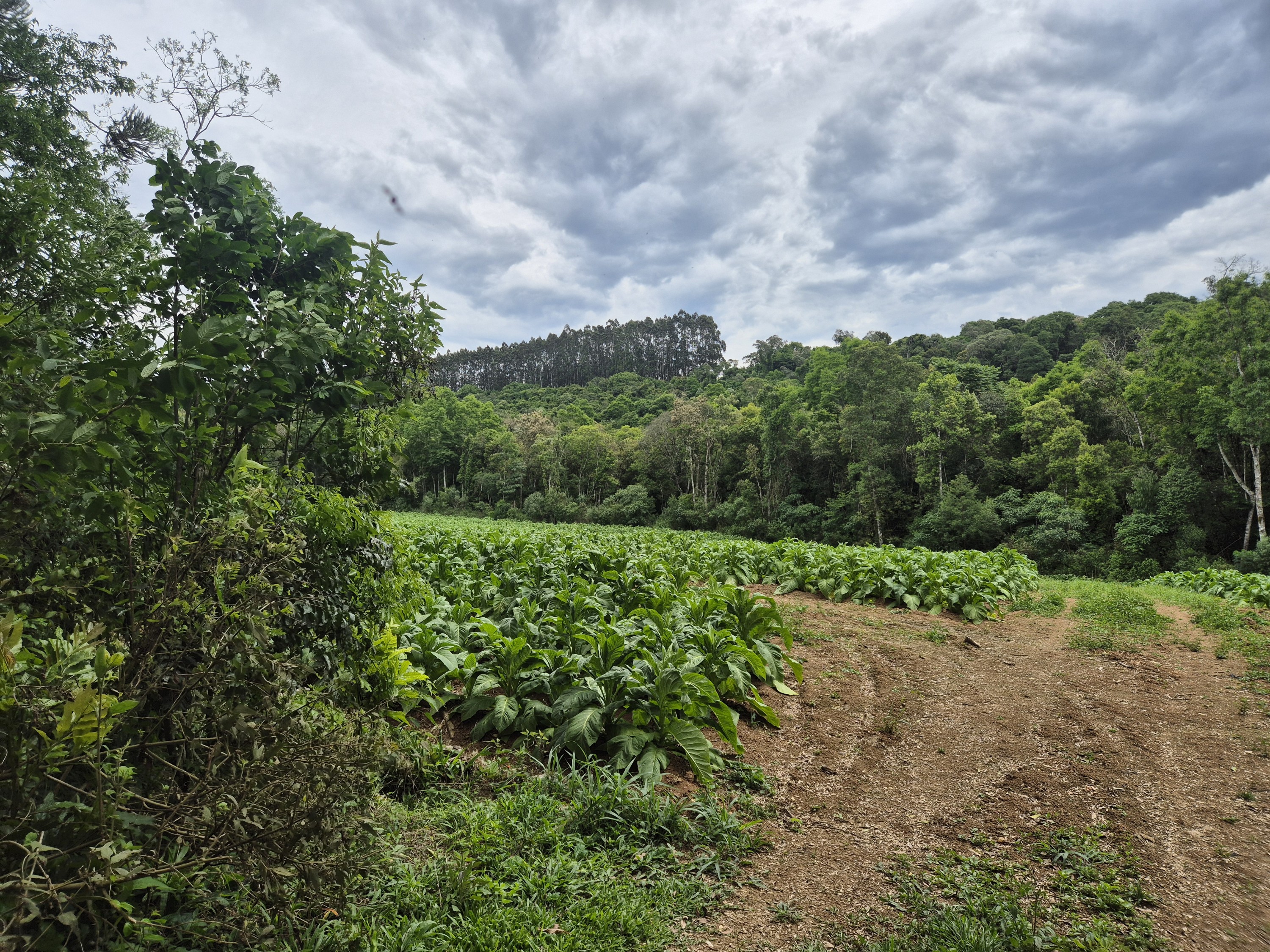 Imagem do A VENDA -Terreno Rural com 1 alqueire sendo 50% terra de planta e 50% Caíva