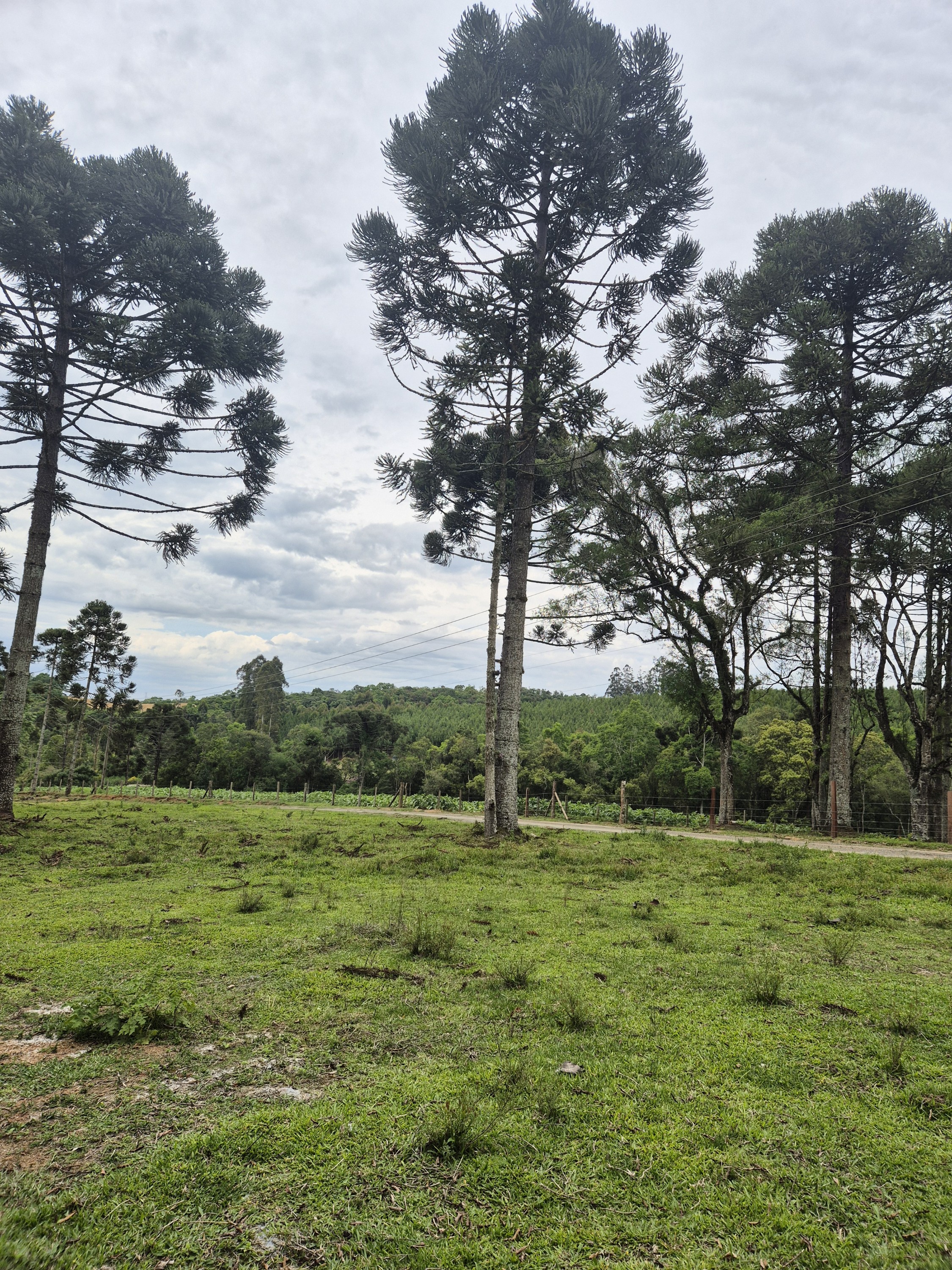 Imagem do A VENDA -Terreno Rural com 1 alqueire sendo 50% terra de planta e 50% Caíva