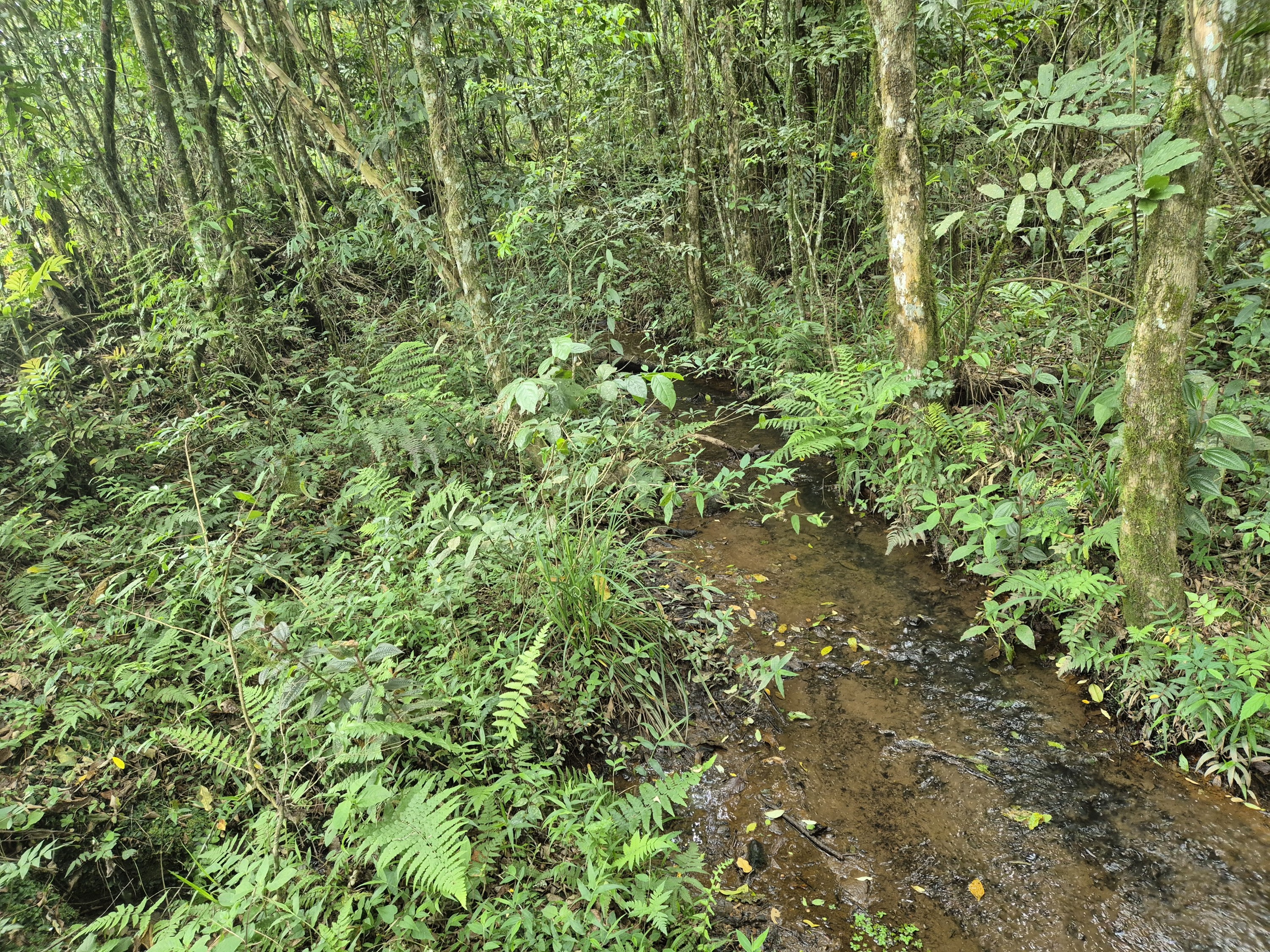 Imagem do A VENDA -Terreno Rural com 1 alqueire sendo 50% terra de planta e 50% Caíva