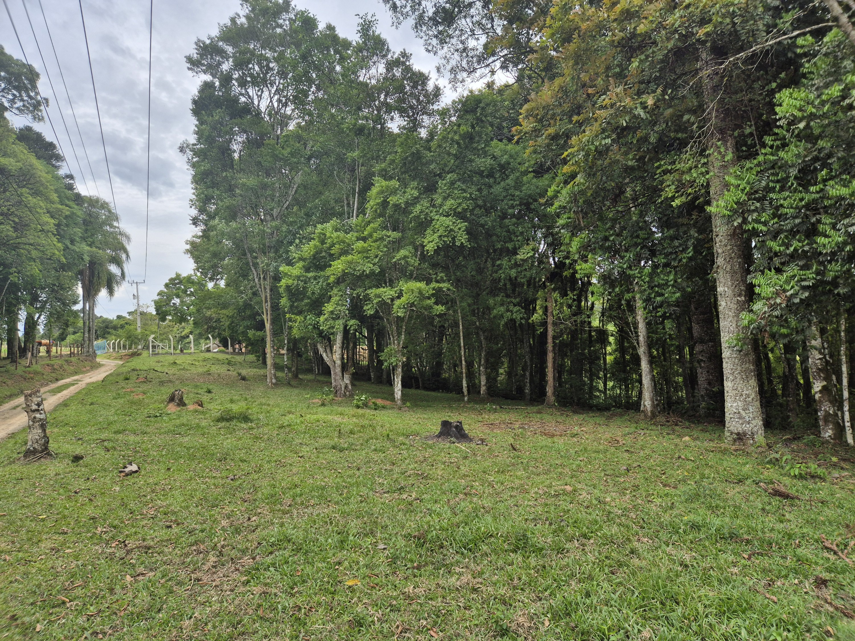 Imagem do A VENDA -Terreno Rural com 1 alqueire sendo 50% terra de planta e 50% Caíva