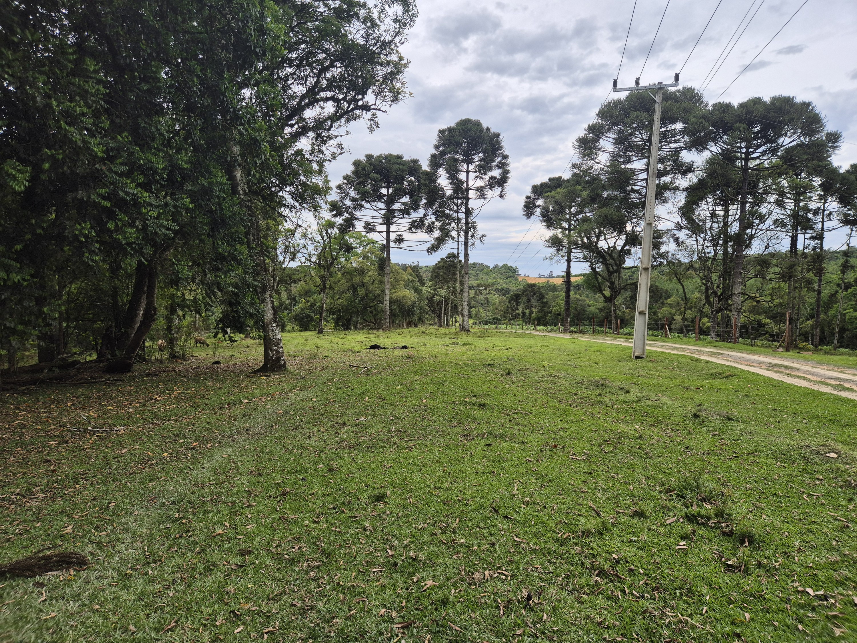 Imagem do A VENDA -Terreno Rural com 1 alqueire sendo 50% terra de planta e 50% Caíva