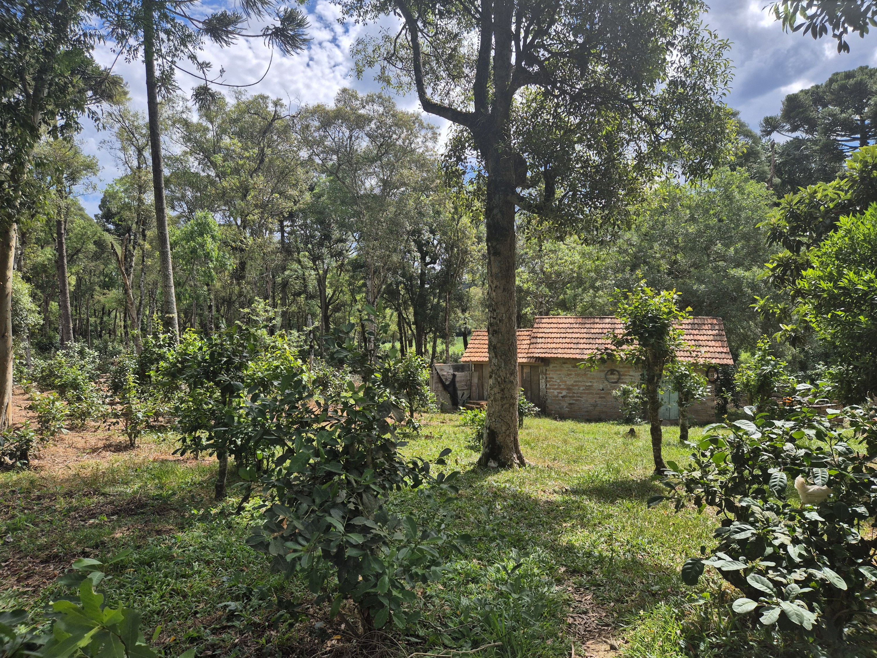 Imagem do A VENDA - Terreno Rural com 26.888,00 m2 em Erval Bonito - Canoinhas SC