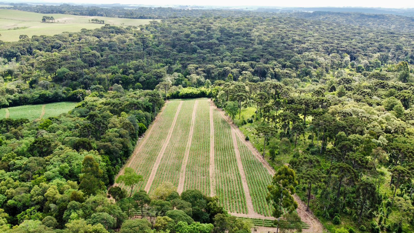 Imagem do A VENDA - Terreno Rural com 26.888,00 m2 em Erval Bonito - Canoinhas SC