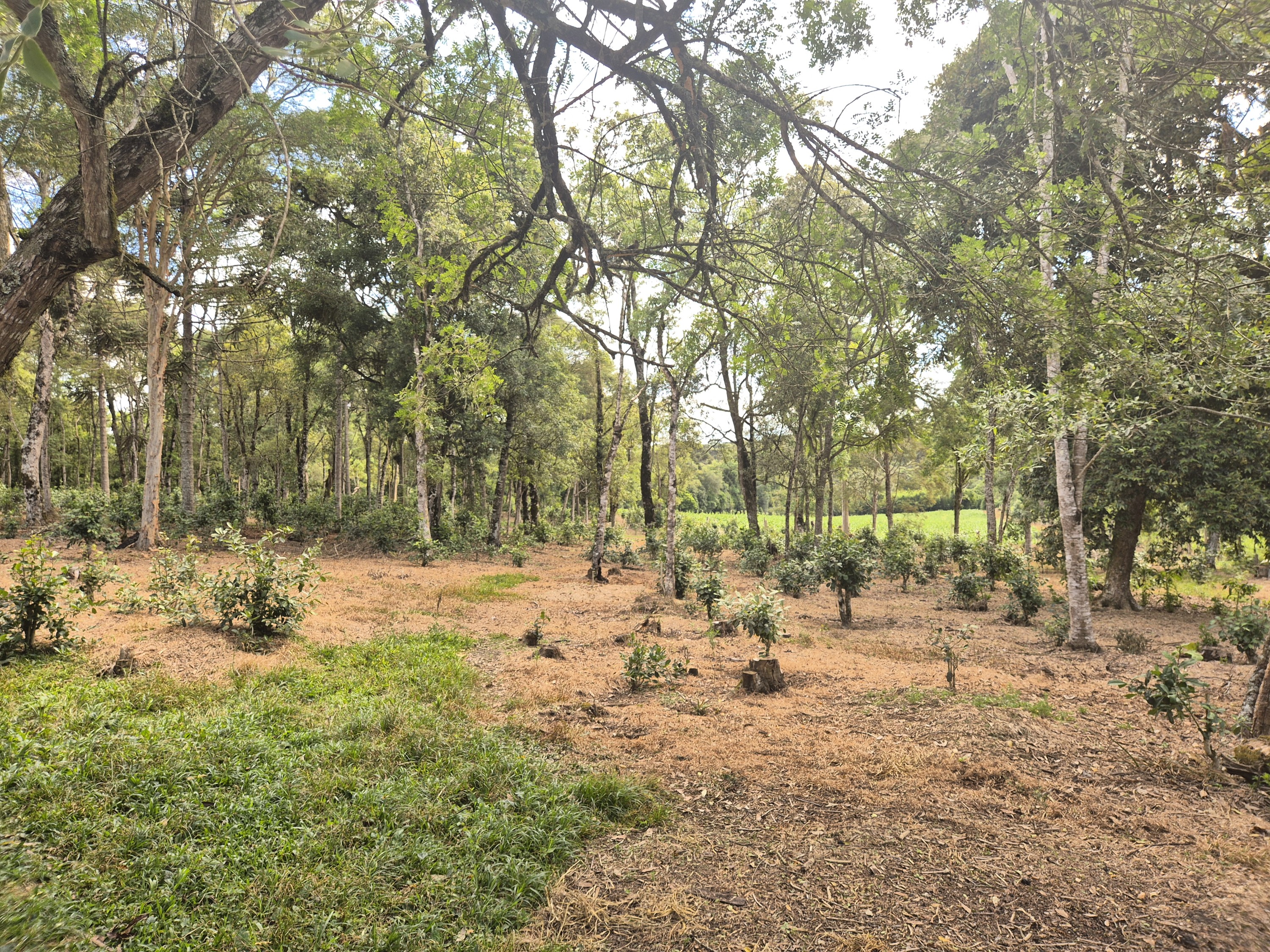 Imagem do A VENDA - Terreno Rural com 26.888,00 m2 em Erval Bonito - Canoinhas SC