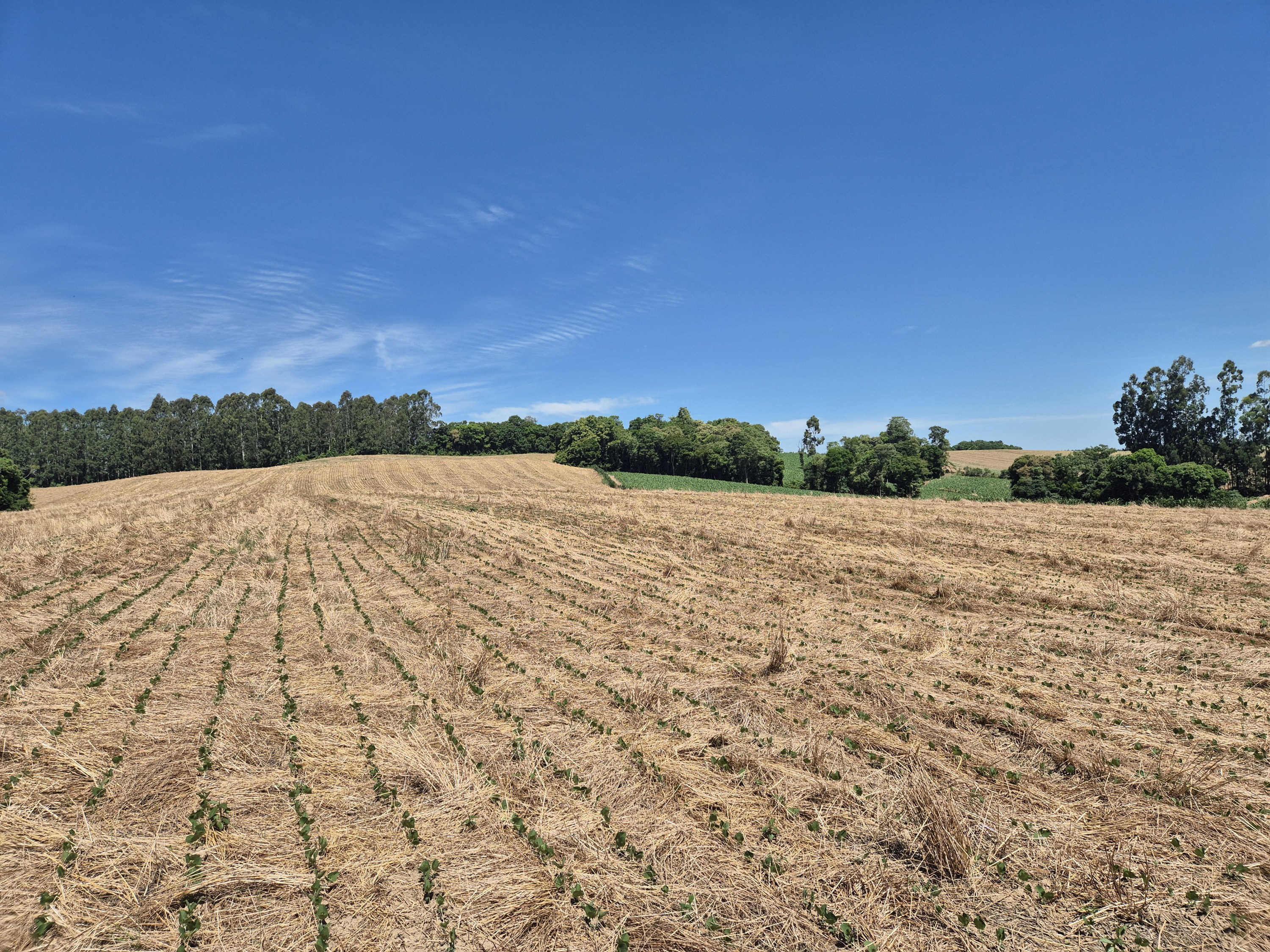 Imagem do Terreno Rural com 20.7 alqueires no Tira Fogo municipio Bela Vista do Toldo