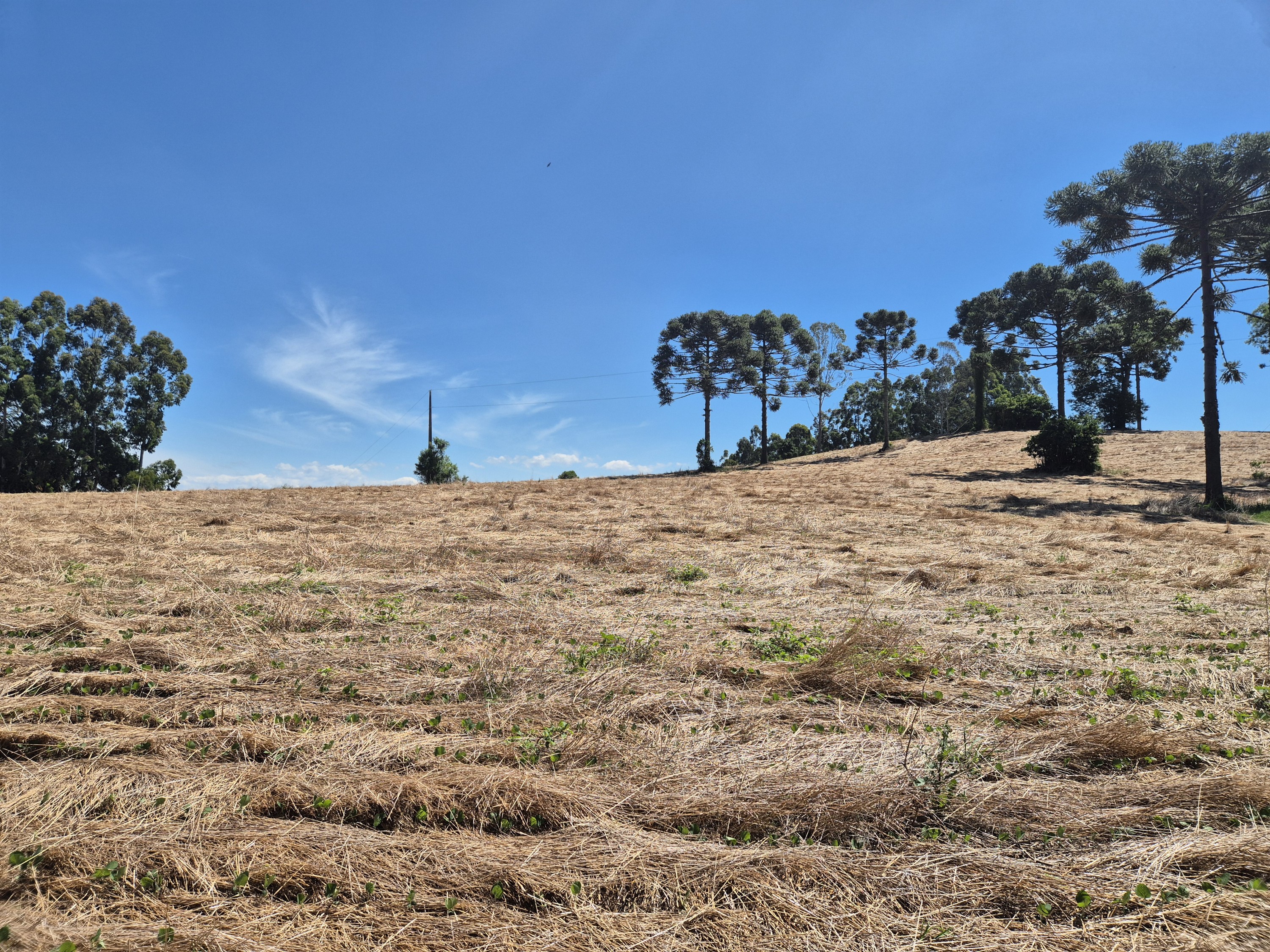 Imagem do Terreno Rural com 20.7 alqueires no Tira Fogo municipio Bela Vista do Toldo