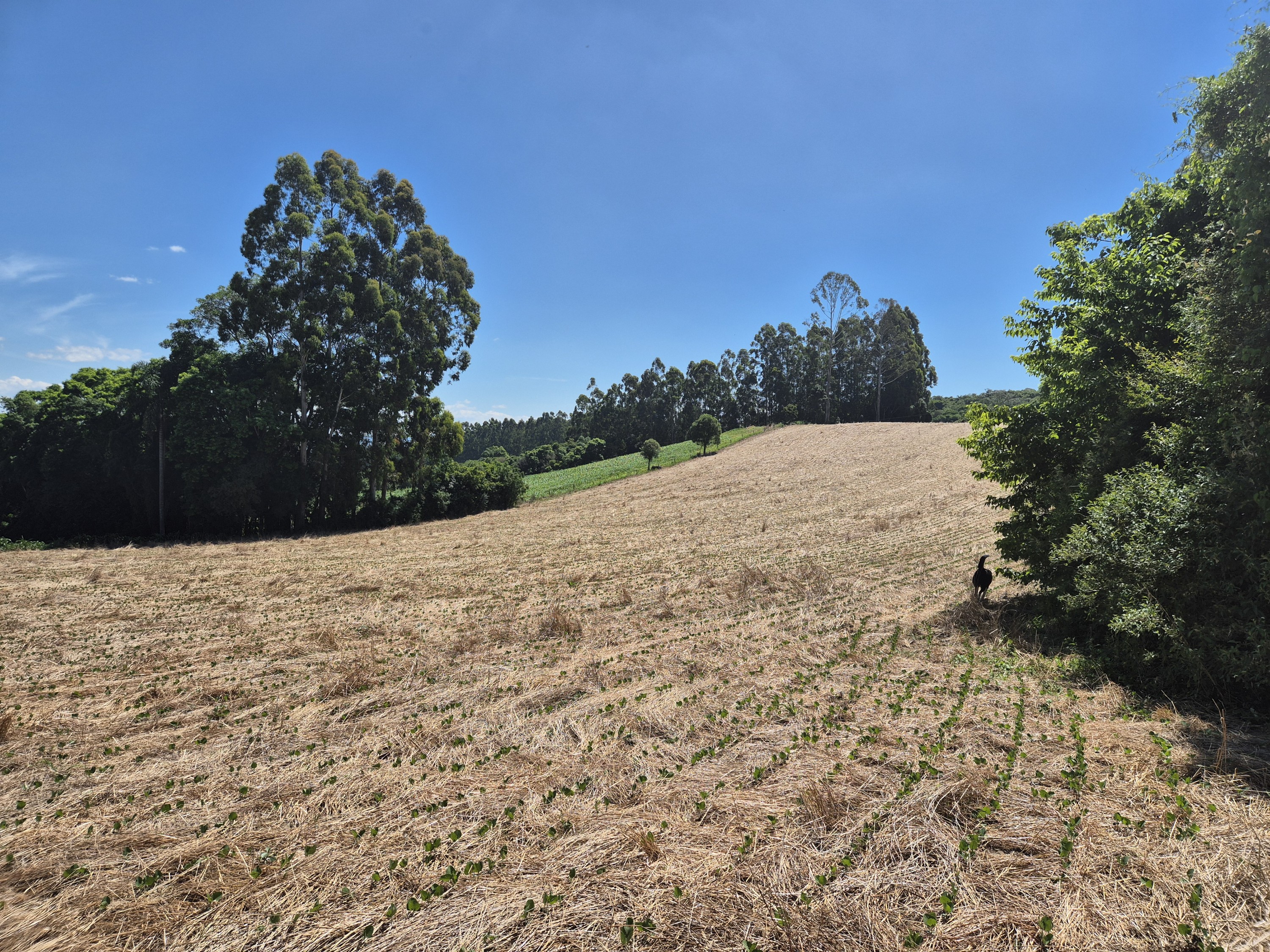 Imagem do Terreno Rural com 20.7 alqueires no Tira Fogo municipio Bela Vista do Toldo