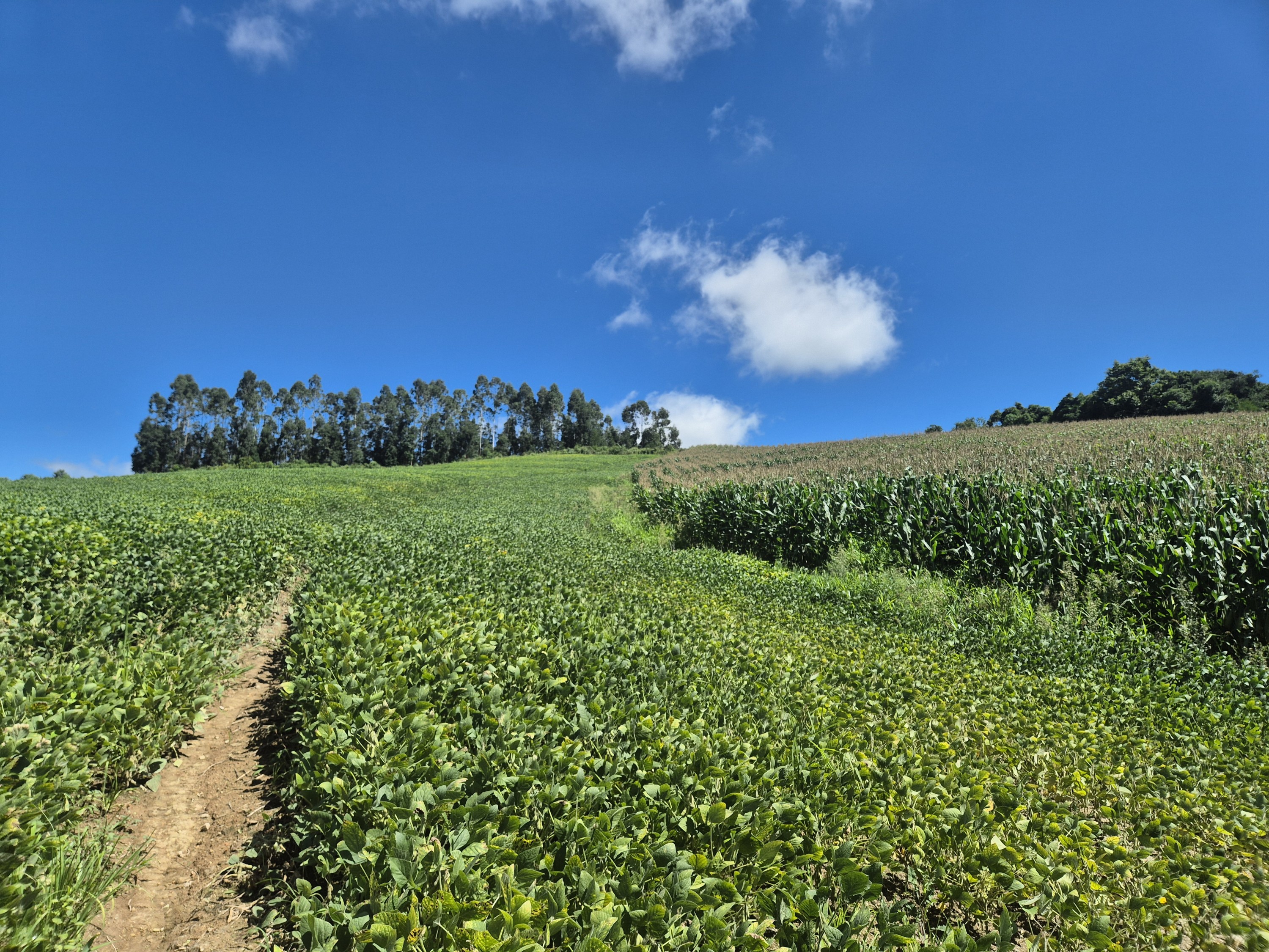 Imagem do Terreno Rural com 354.301,00 m2 - Rio da Veada Canoinhas