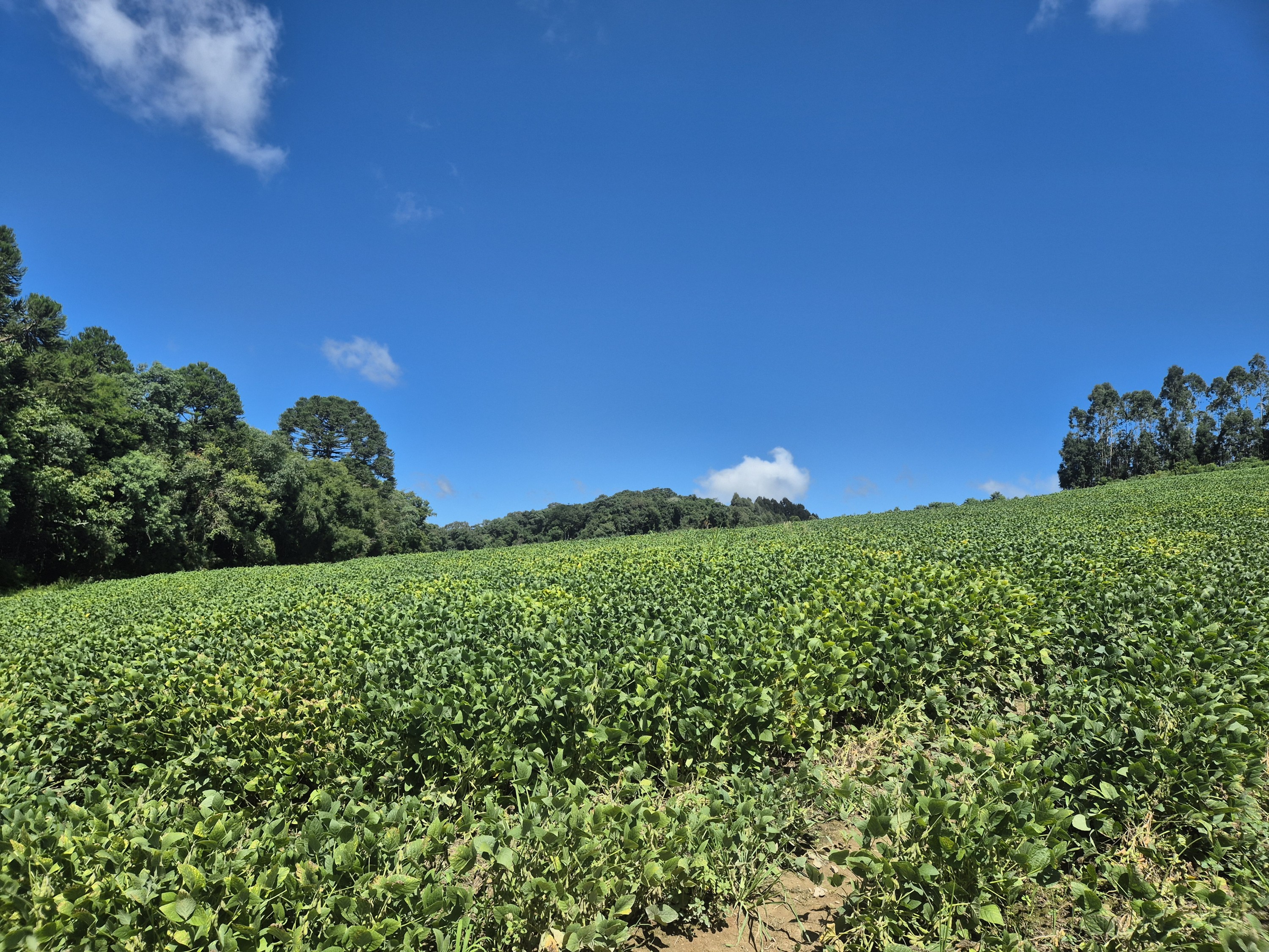 Imagem do Terreno Rural com 354.301,00 m2 - Rio da Veada Canoinhas