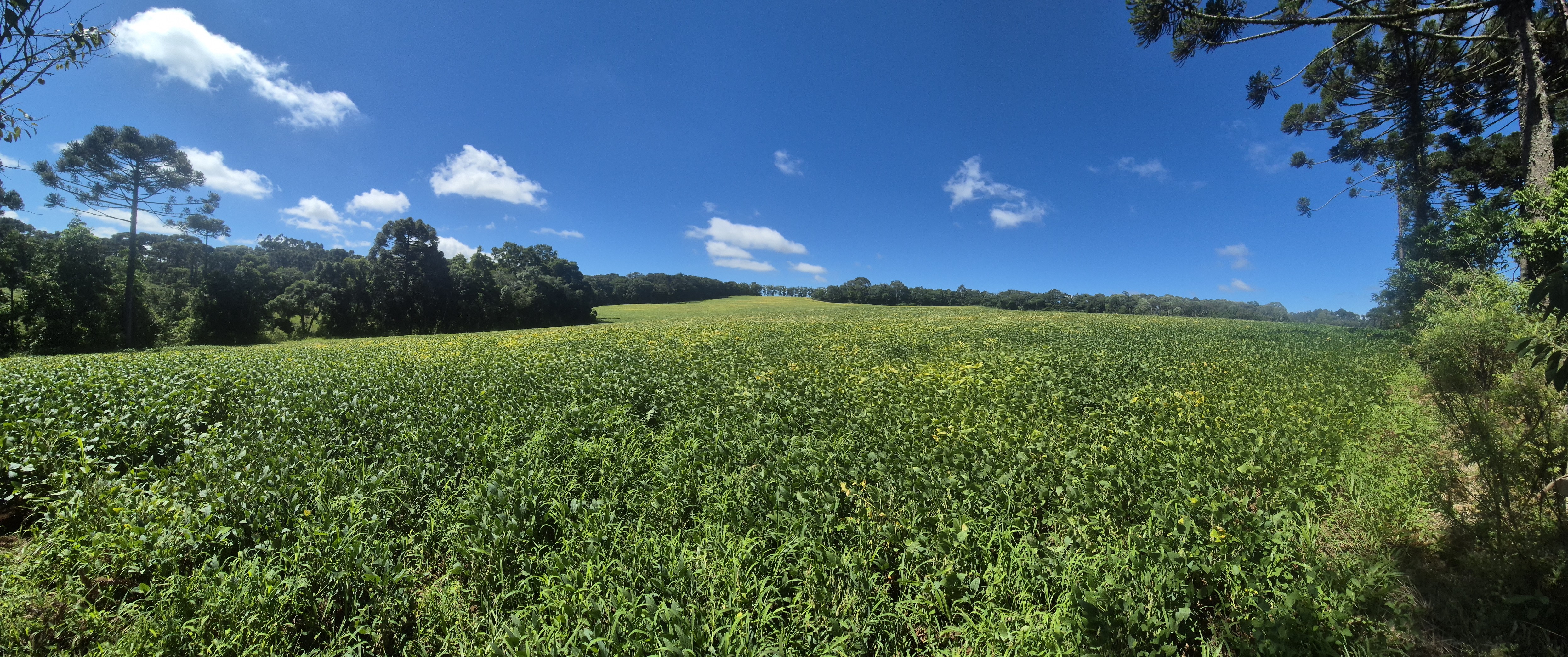 Imagem do Terreno Rural com 354.301,00 m2 - Rio da Veada Canoinhas