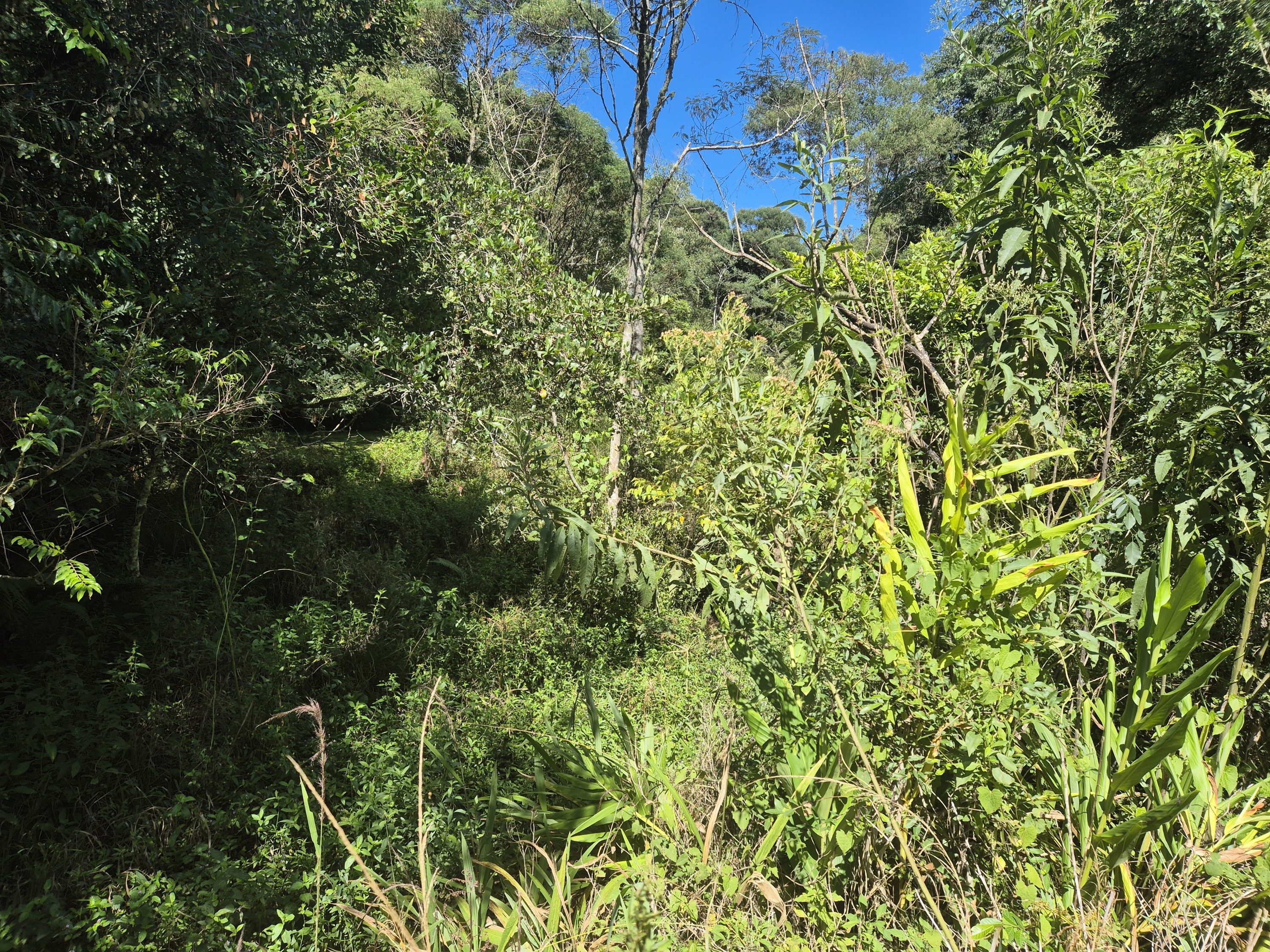 Imagem do Terreno Rural com 354.301,00 m2 - Rio da Veada Canoinhas