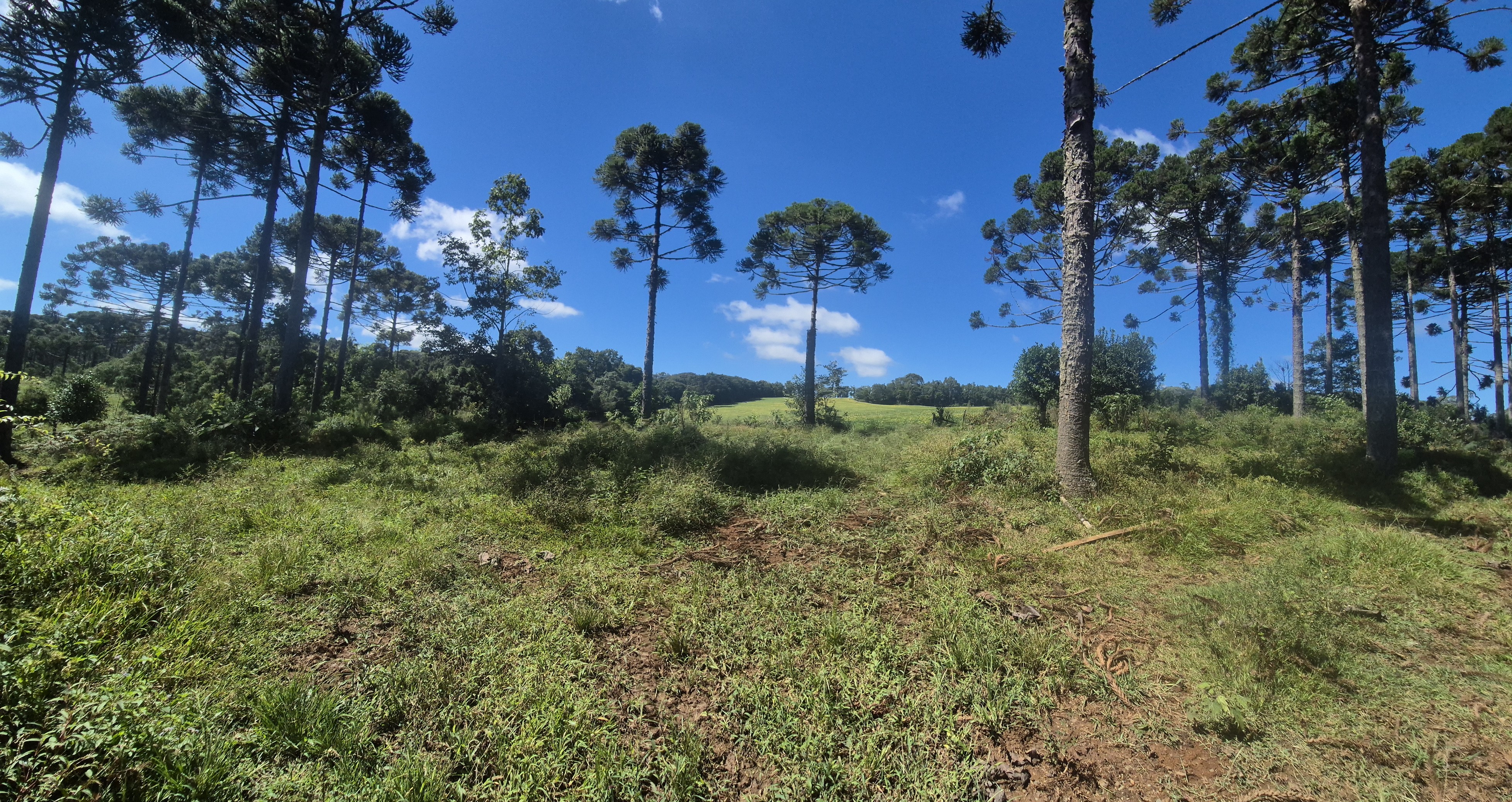 Imagem do Terreno Rural com 354.301,00 m2 - Rio da Veada Canoinhas