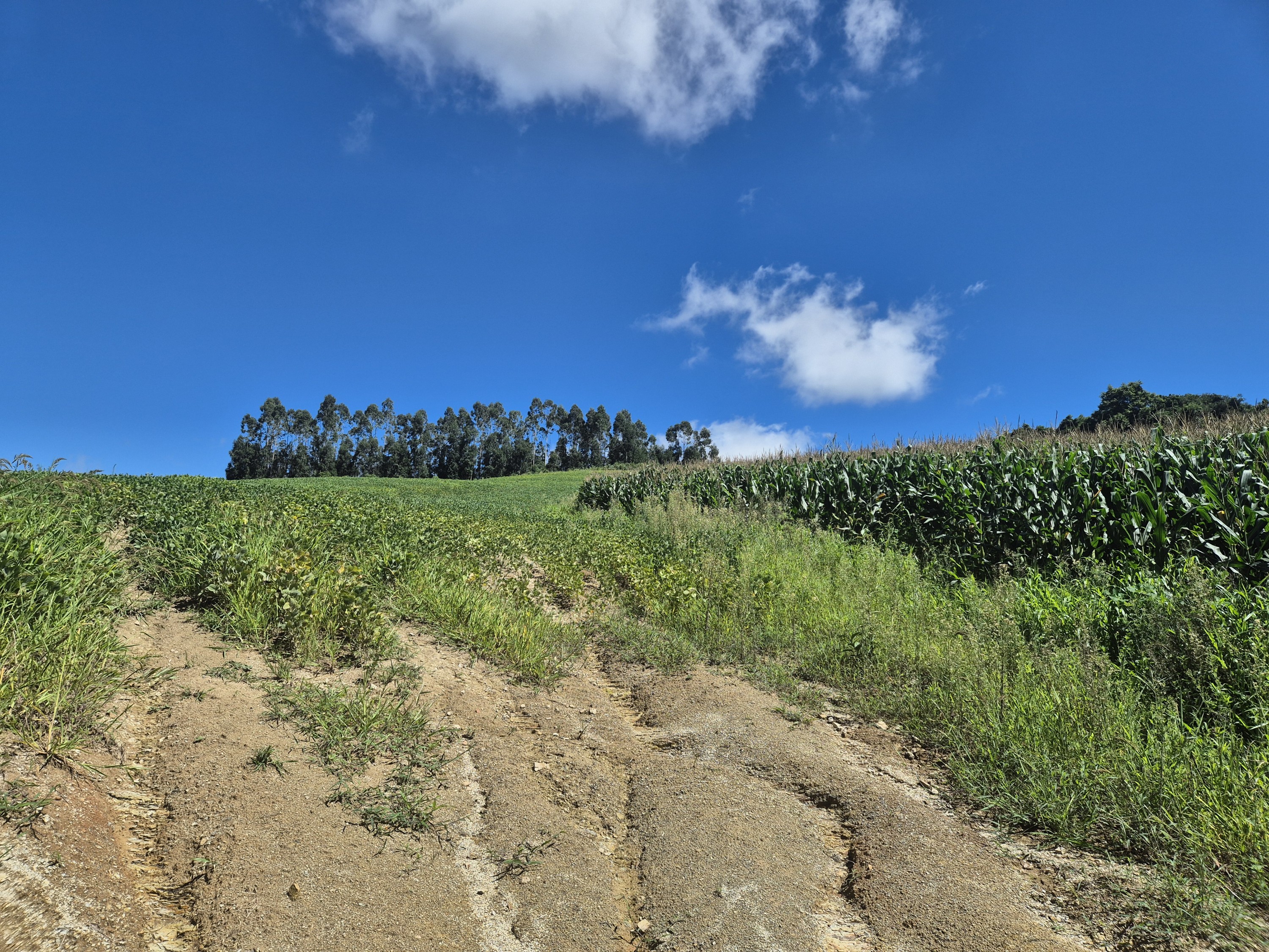 Imagem do Terreno Rural com 354.301,00 m2 - Rio da Veada Canoinhas