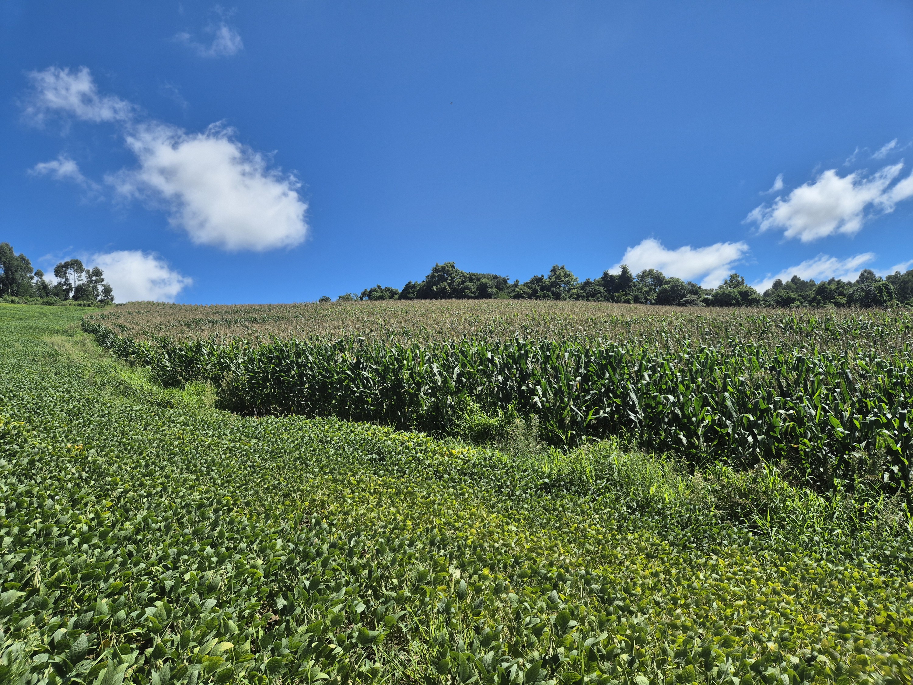 Imagem do Terreno Rural com 354.301,00 m2 - Rio da Veada Canoinhas