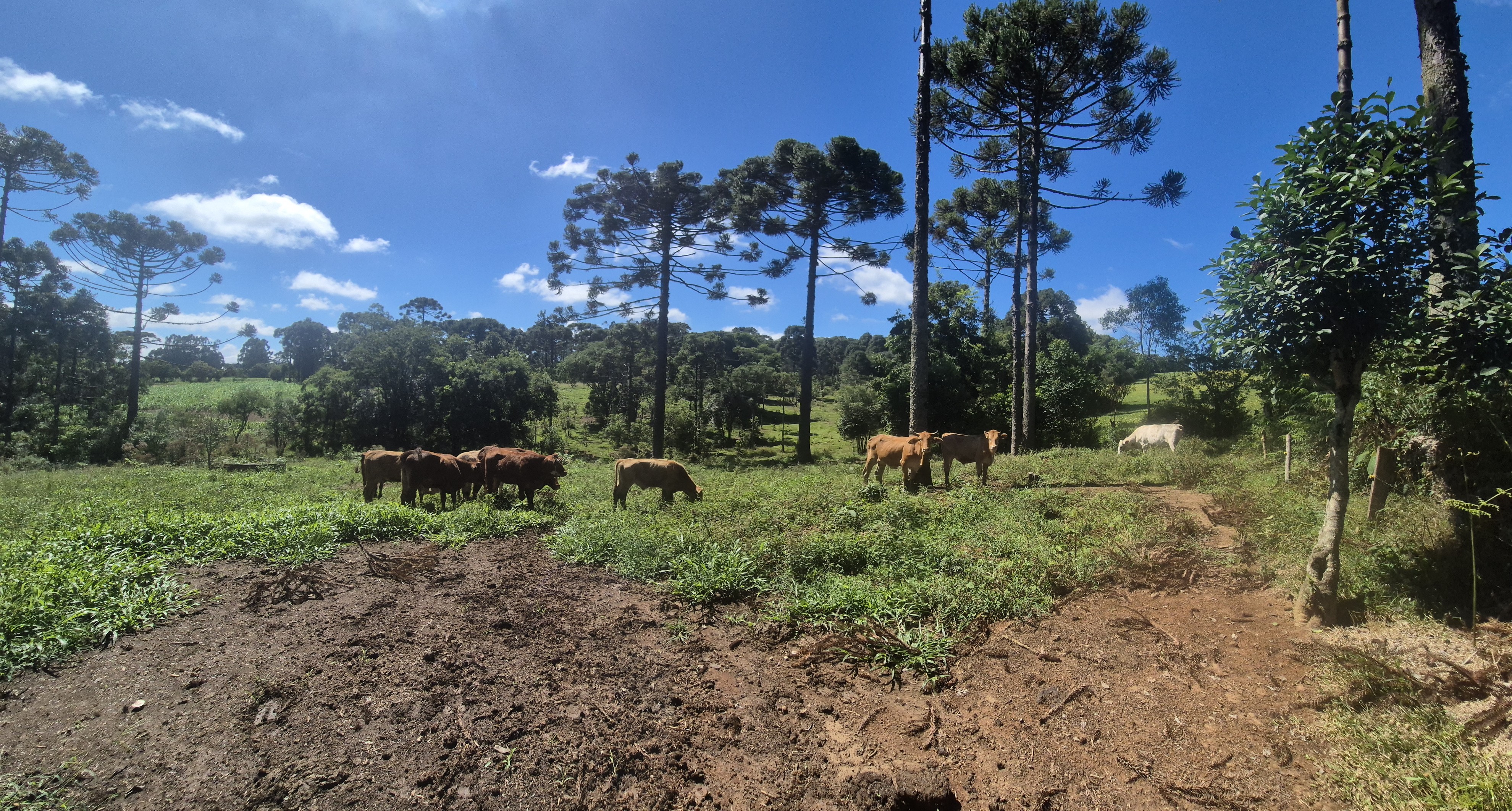 Imagem do Terreno Rural com 354.301,00 m2 - Rio da Veada Canoinhas