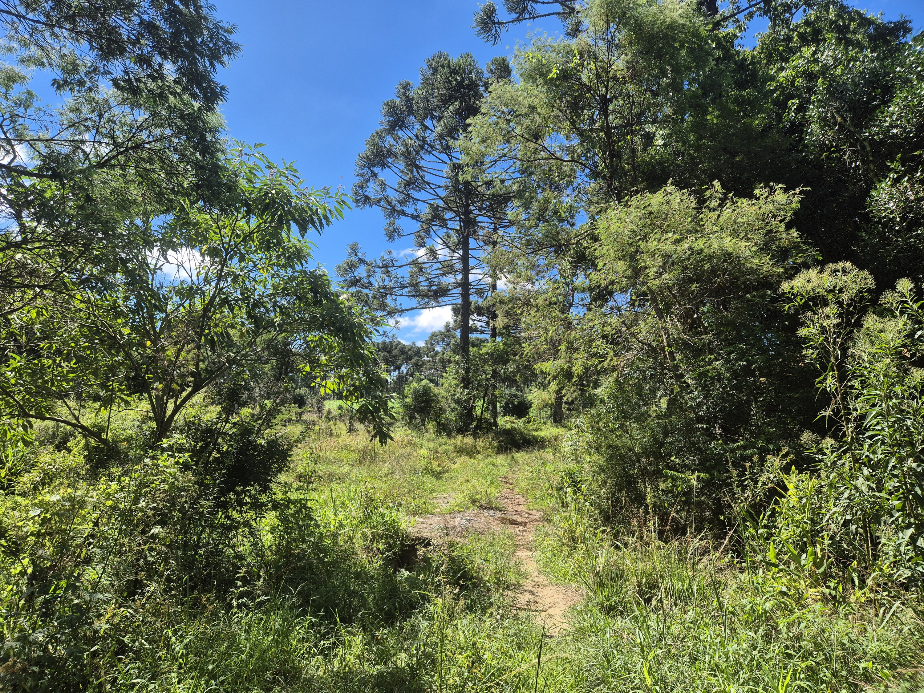 Imagem do Terreno Rural com 354.301,00 m2 - Rio da Veada Canoinhas