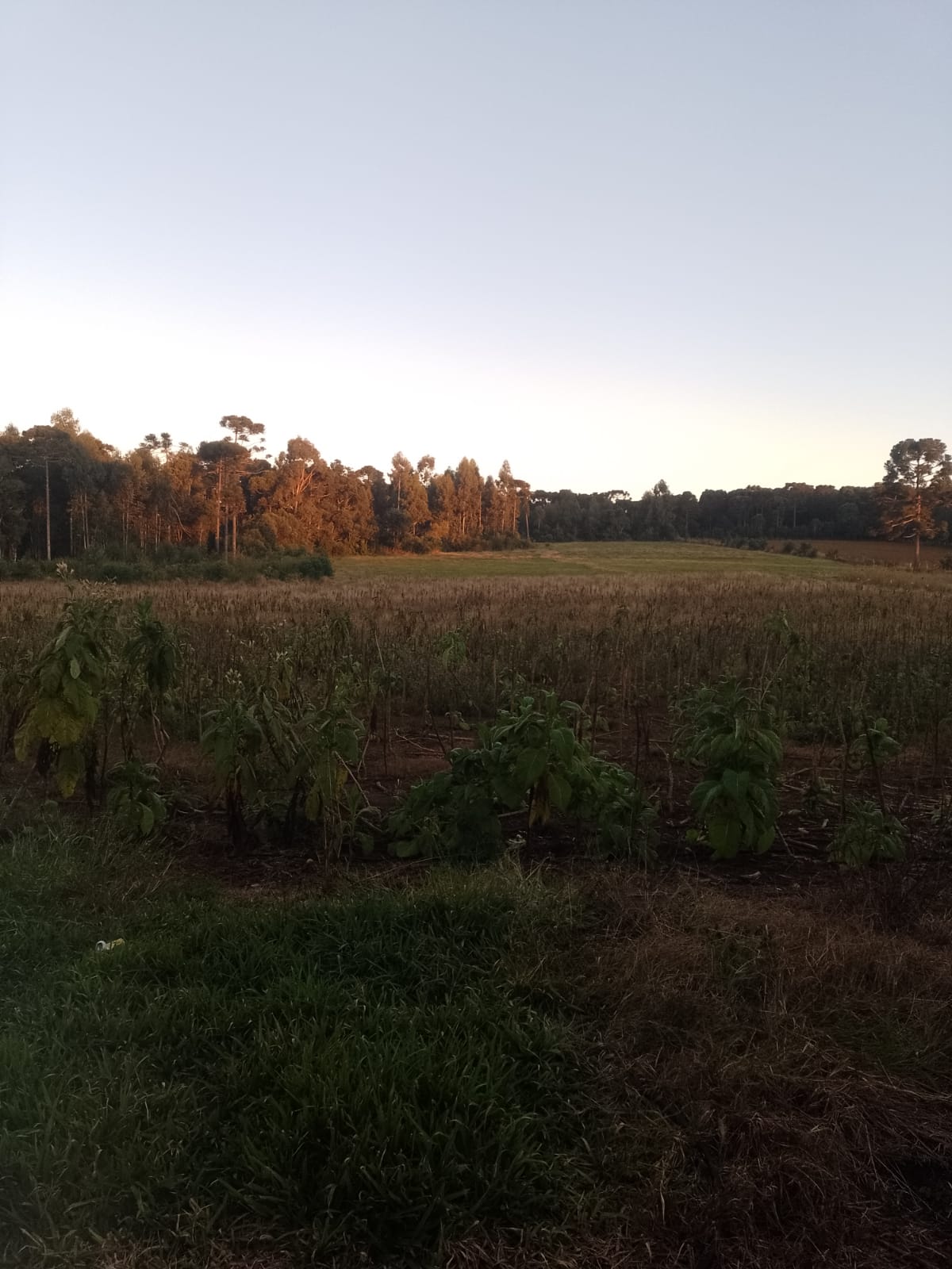 Imagem do A Venda Terreno Rural com 33.000 m2 Fartura do Meio