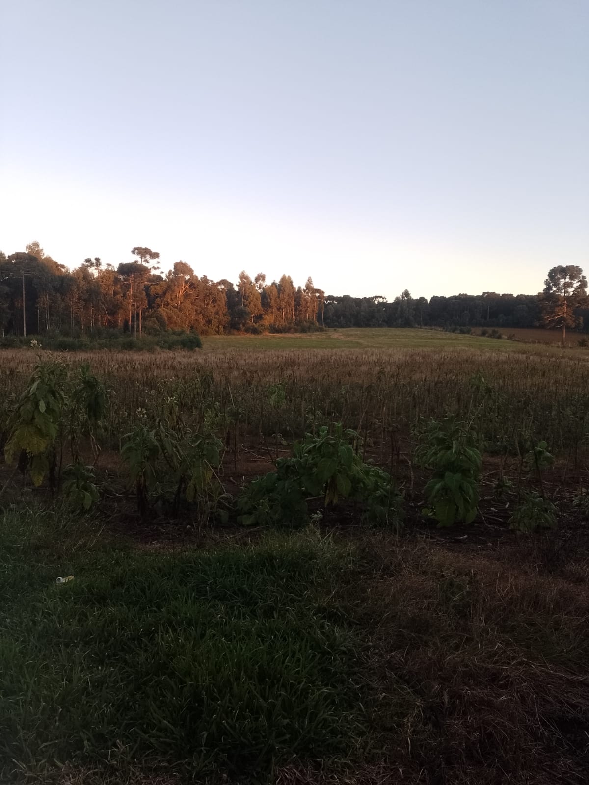 Imagem do A Venda Terreno Rural com 33.000 m2 Fartura do Meio
