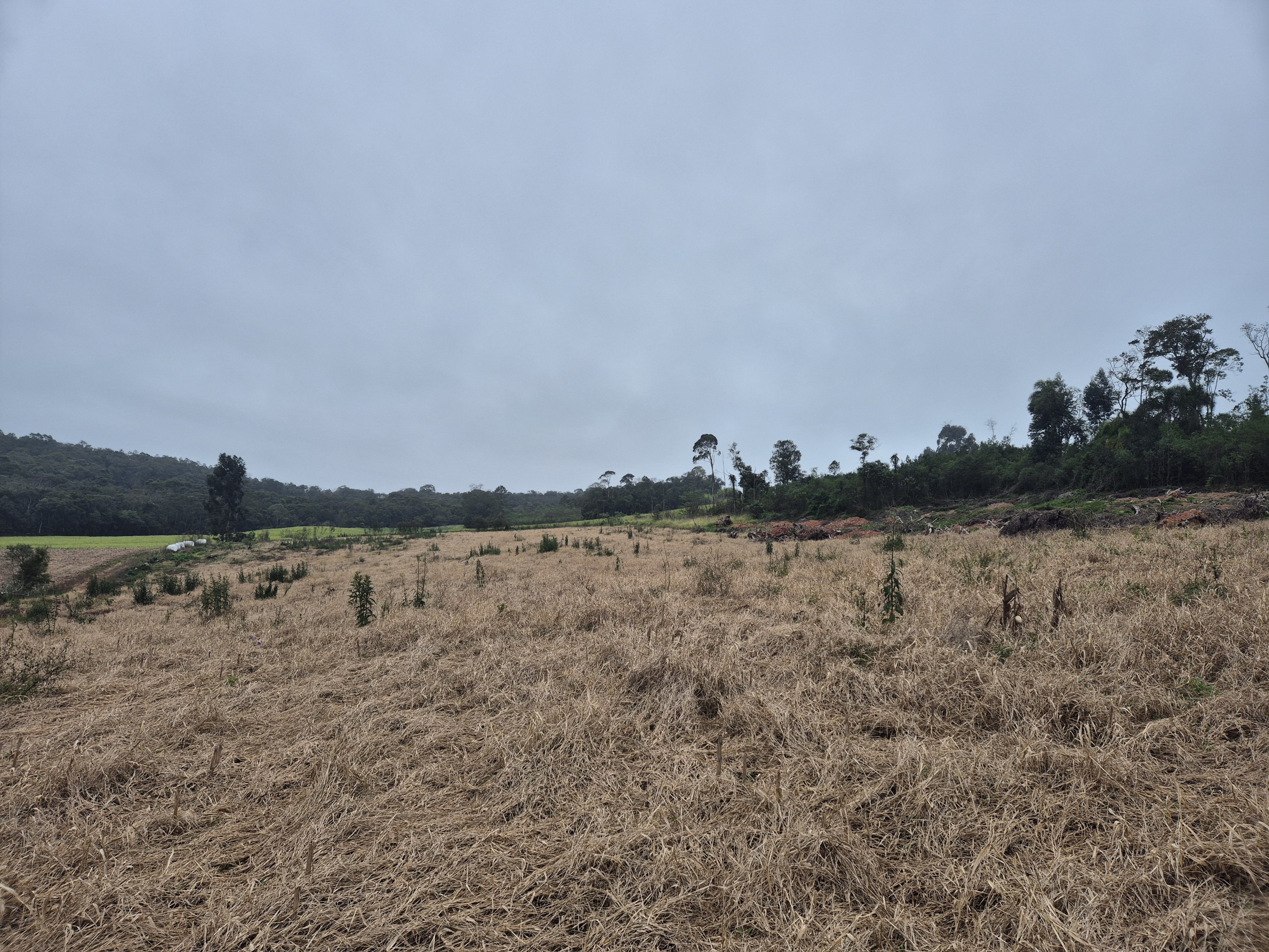 Imagem do A VENDA - Terreno Rural na localidade de Cachoeira com 3.6 ha. - sendo 2 ha. de lavoura