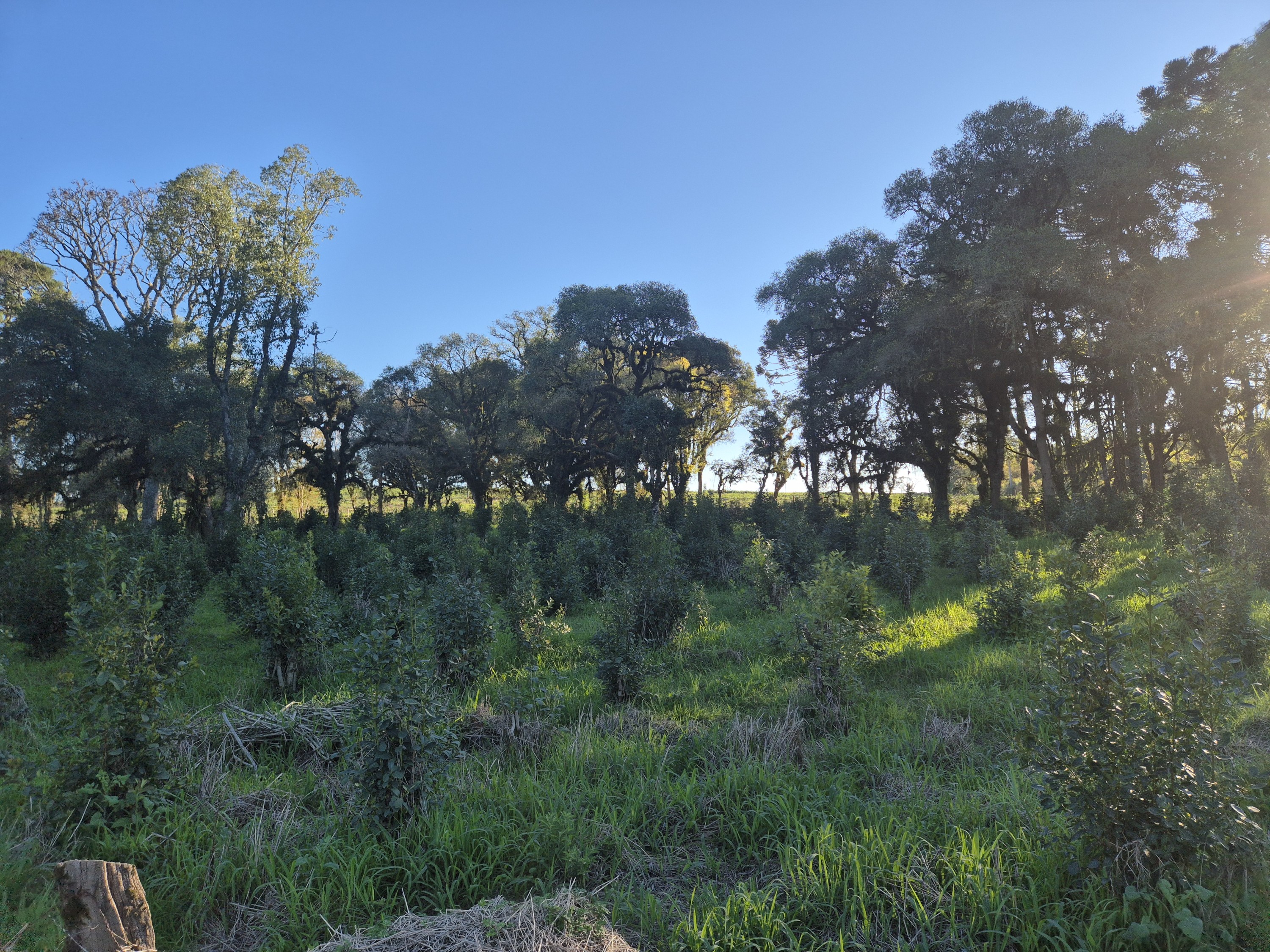Imagem do Terreno Rural com 10.000 m2 - Sao João dos Cavalheiros