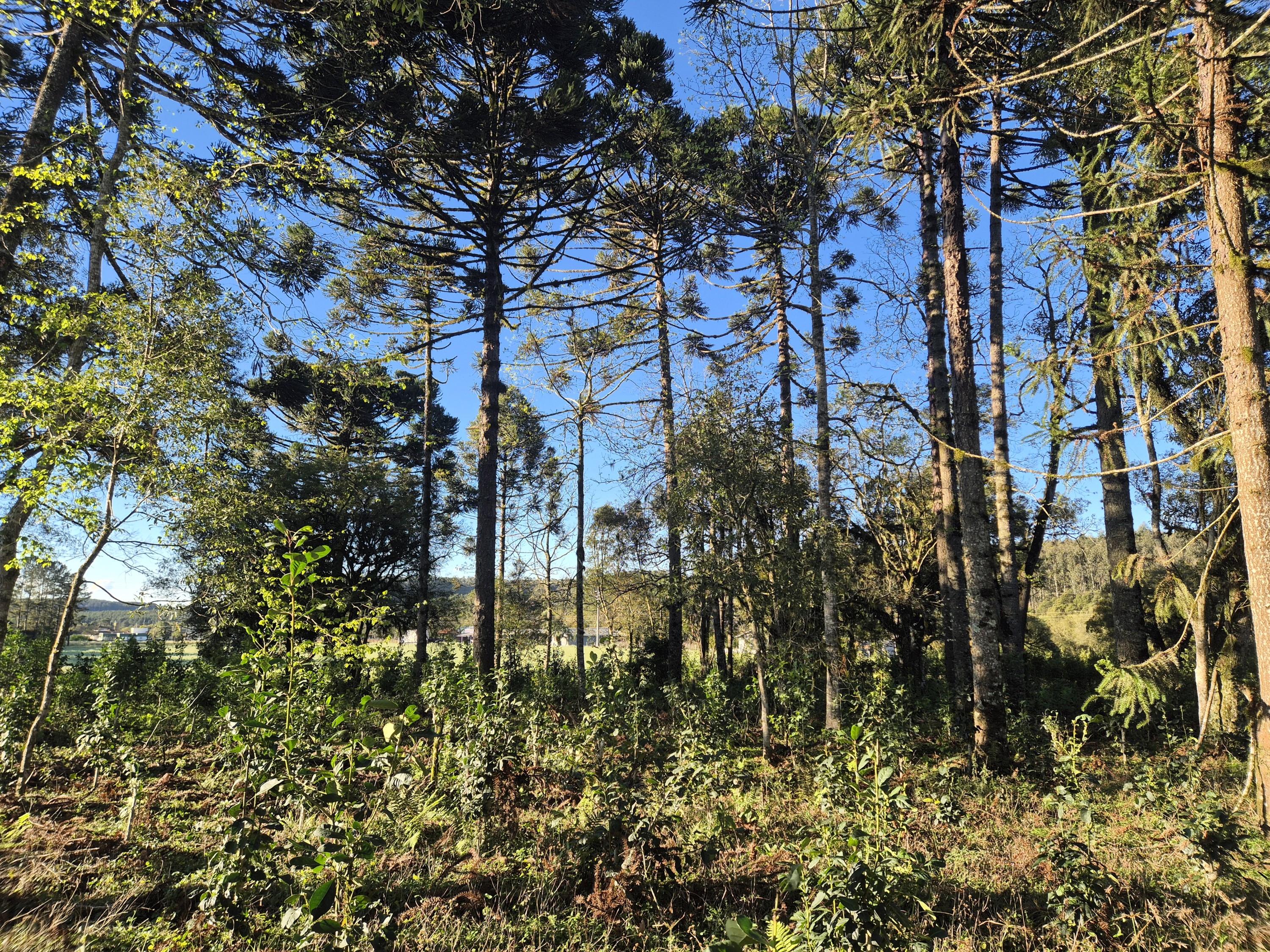 Imagem do Terreno Rural com 10.000 m2 - Sao João dos Cavalheiros