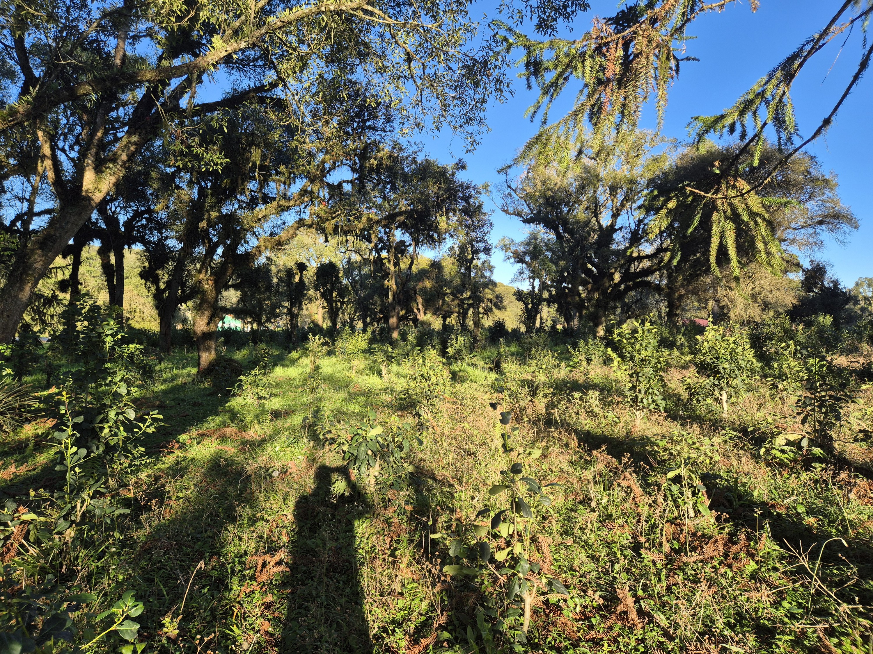 Imagem do Terreno Rural com 10.000 m2 - Sao João dos Cavalheiros