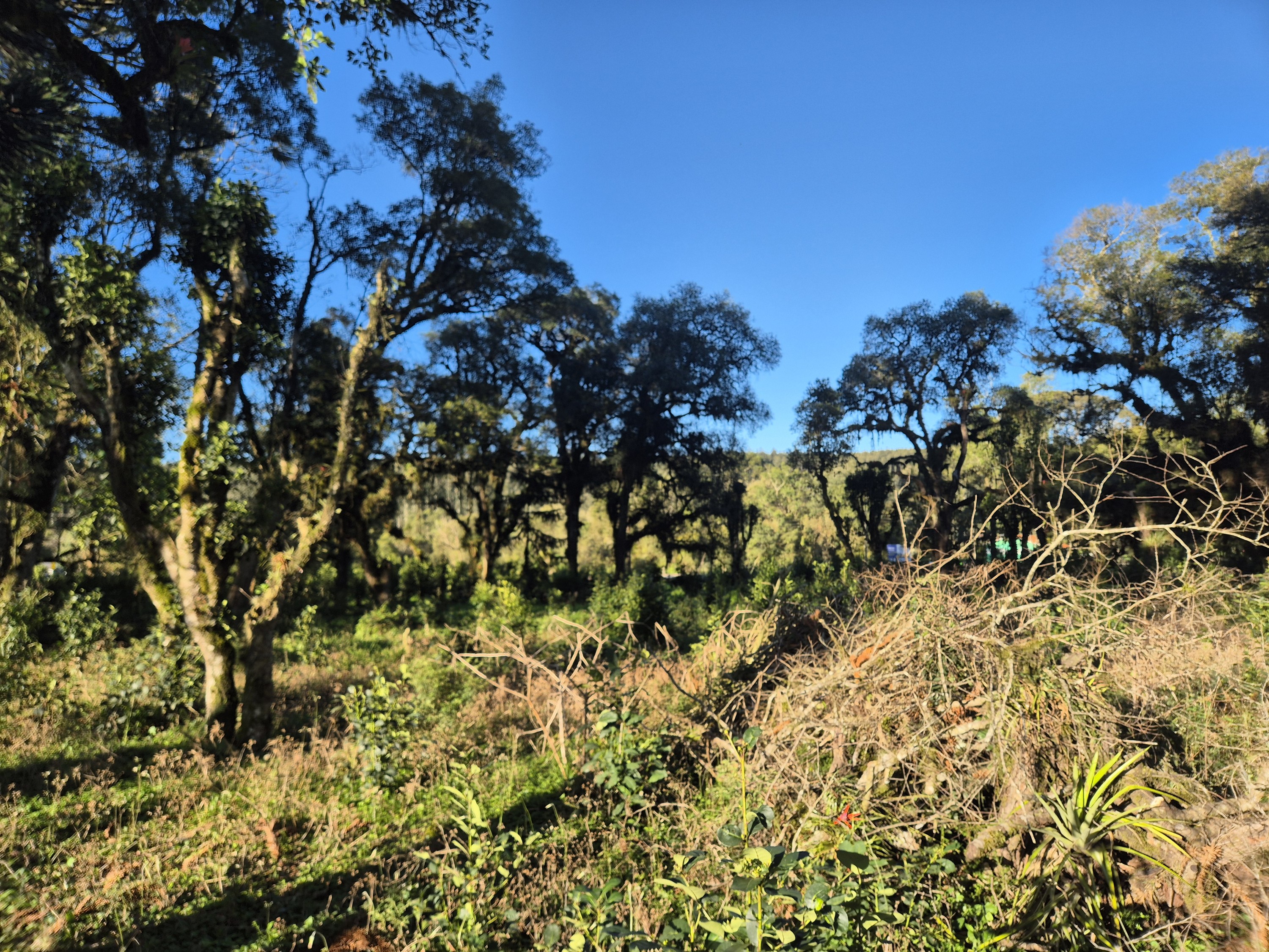 Imagem do Terreno Rural com 10.000 m2 - Sao João dos Cavalheiros