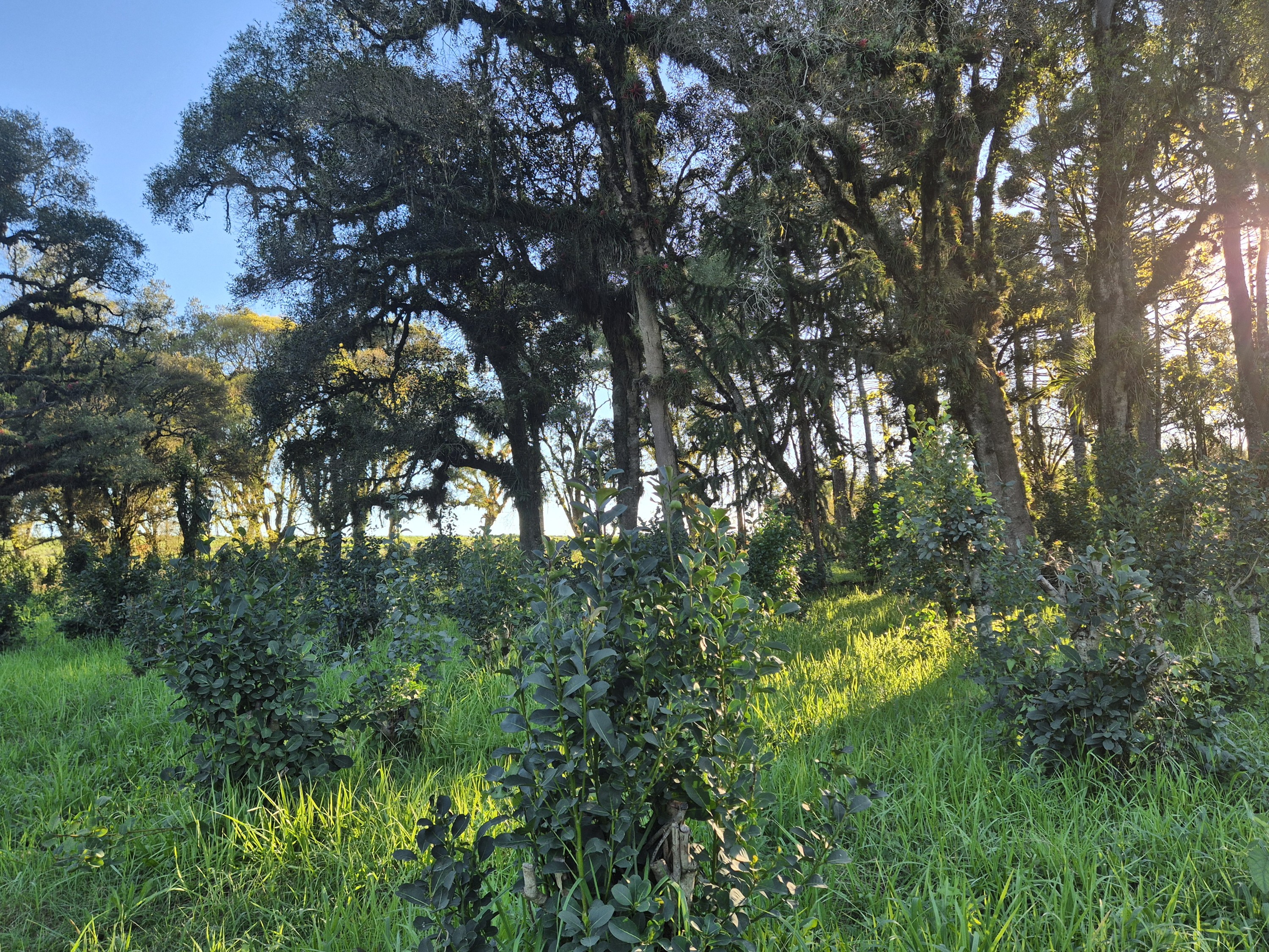 Imagem do Terreno Rural com 10.000 m2 - Sao João dos Cavalheiros