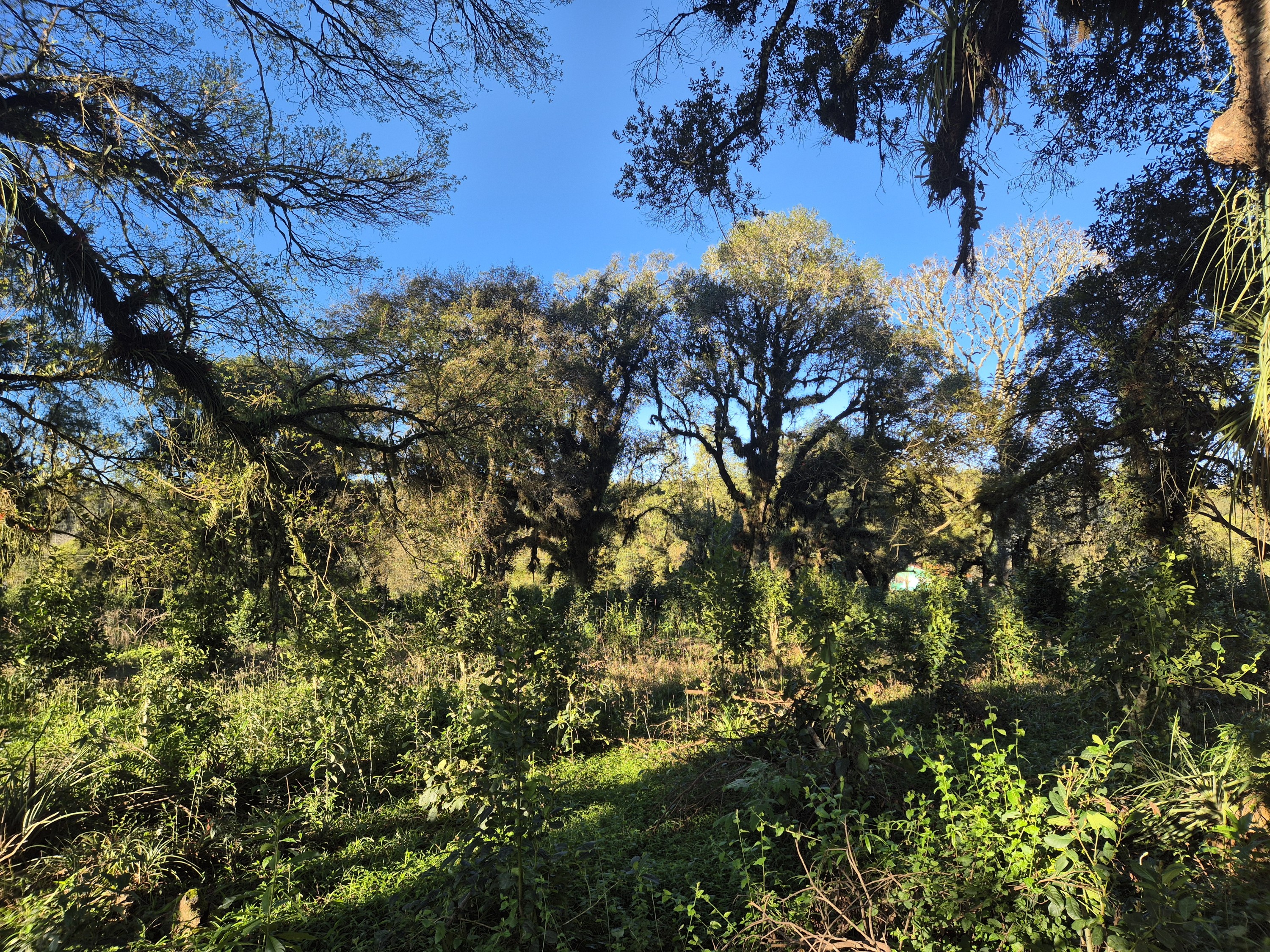 Imagem do Terreno Rural com 10.000 m2 - Sao João dos Cavalheiros