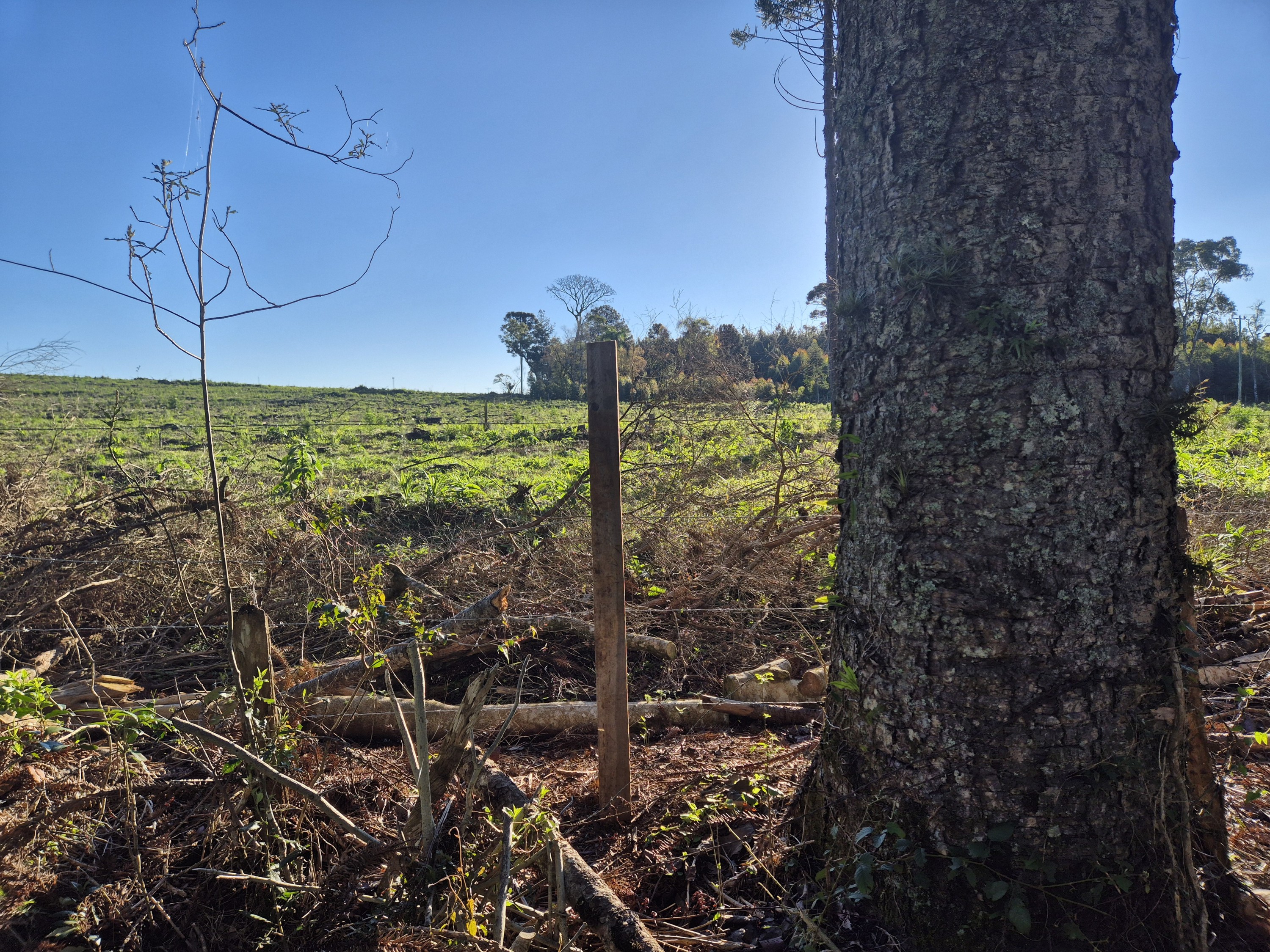 Imagem do Terreno Rural com 10.000 m2 - Sao João dos Cavalheiros