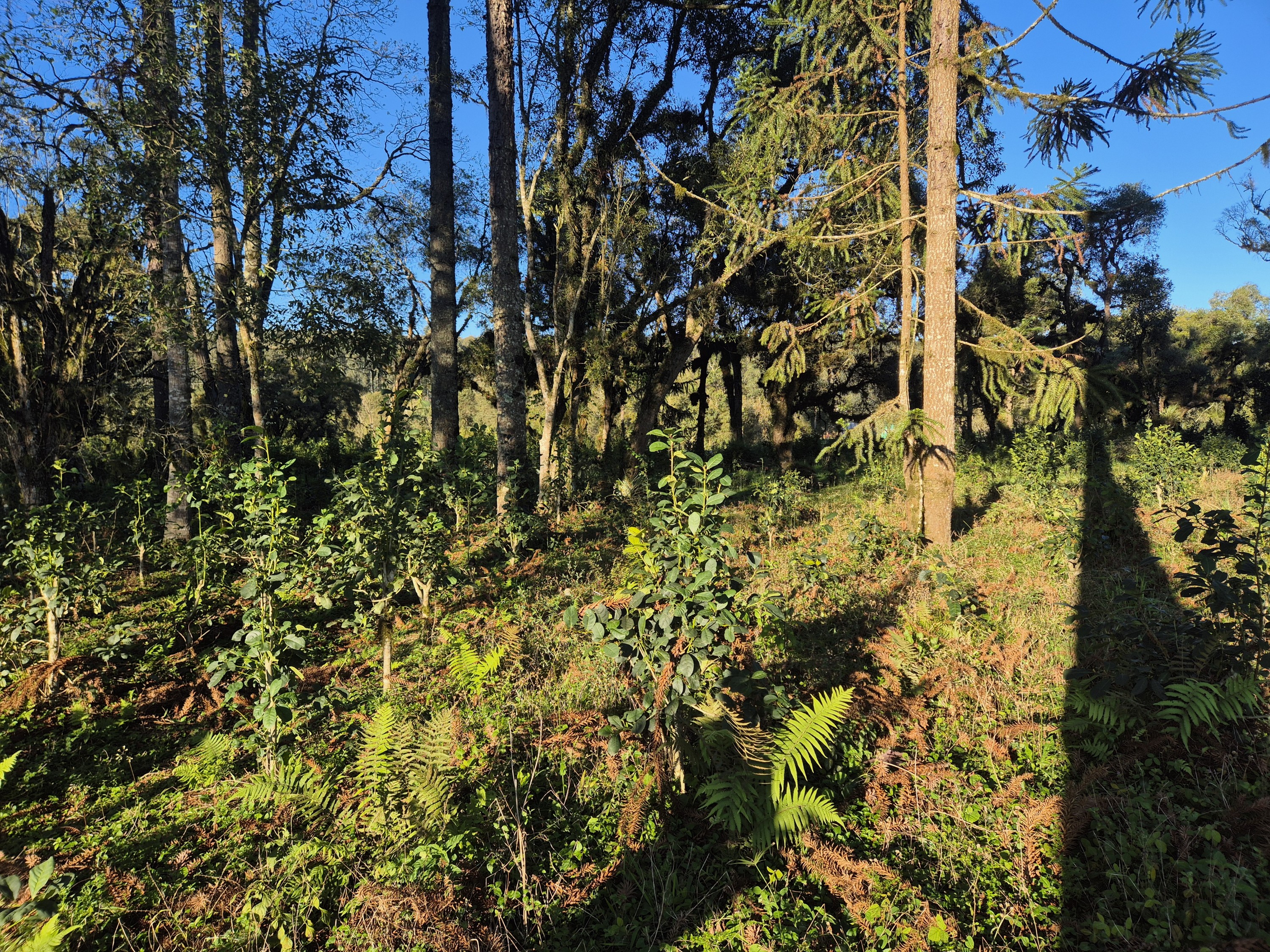 Imagem do Terreno Rural com 10.000 m2 - Sao João dos Cavalheiros