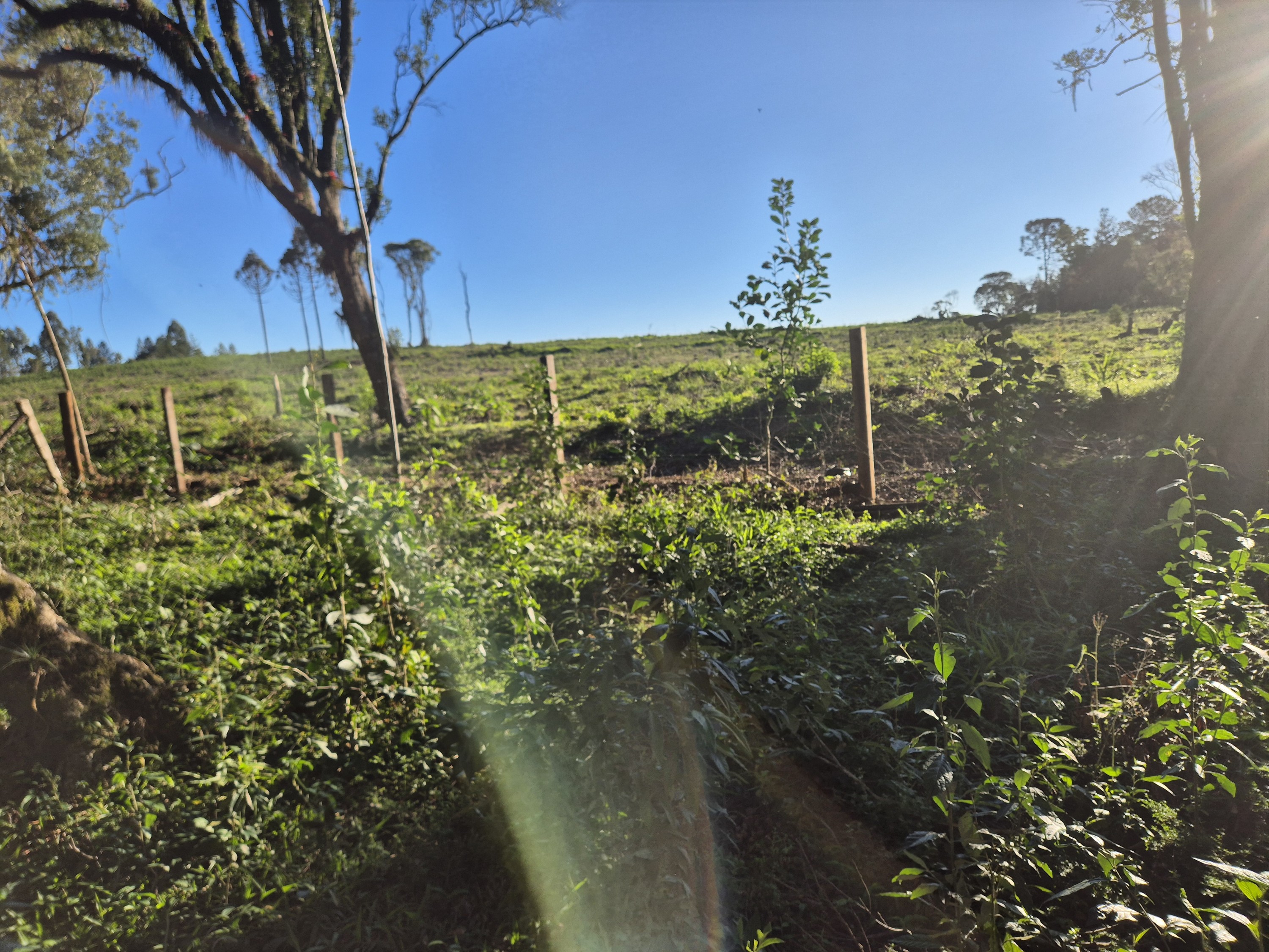 Imagem do Terreno Rural com 10.000 m2 - Sao João dos Cavalheiros