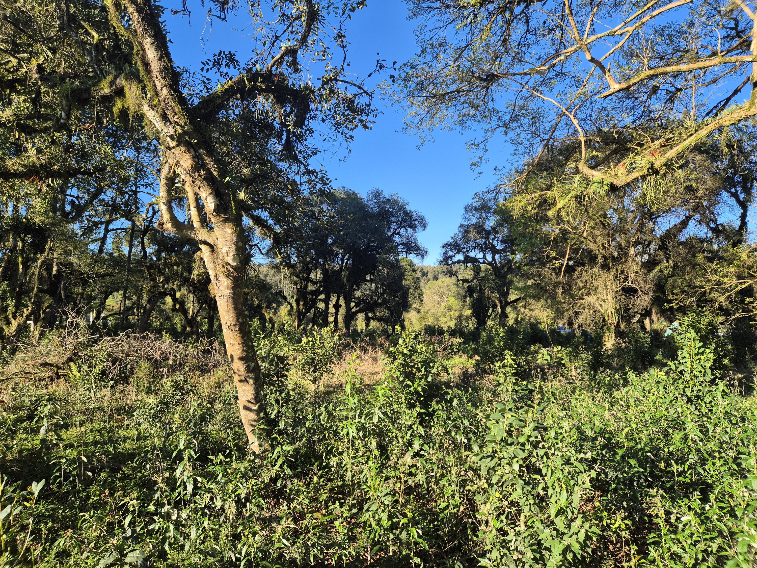 Imagem do Terreno Rural com 10.000 m2 - Sao João dos Cavalheiros