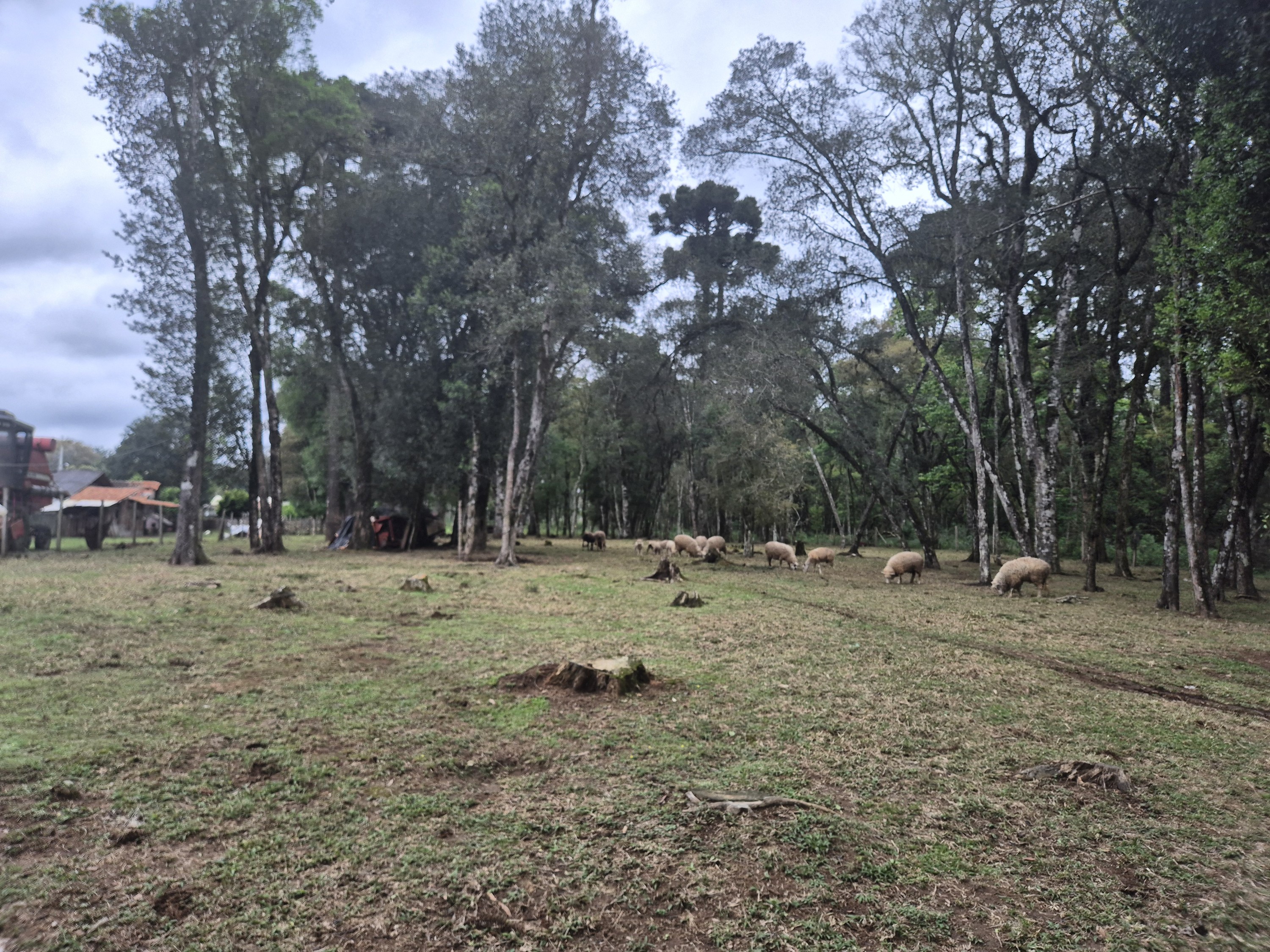 Imagem do A VENDA - Sítio com àrea de 33.423,43 m2 - Bairro Água Verde - Cercado e com água