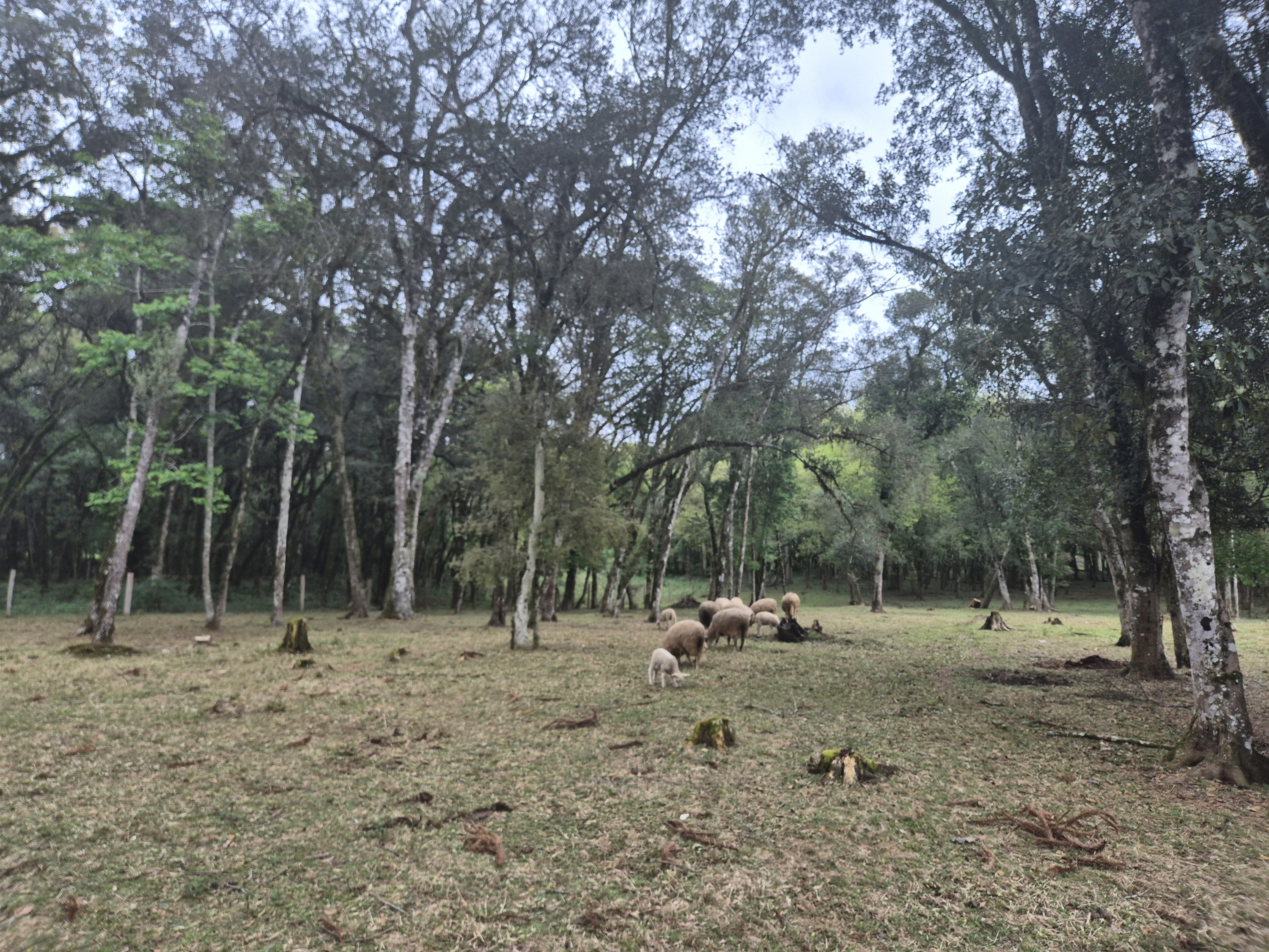 Imagem do A VENDA - Sítio com àrea de 33.423,43 m2 - Bairro Água Verde - Cercado e com água